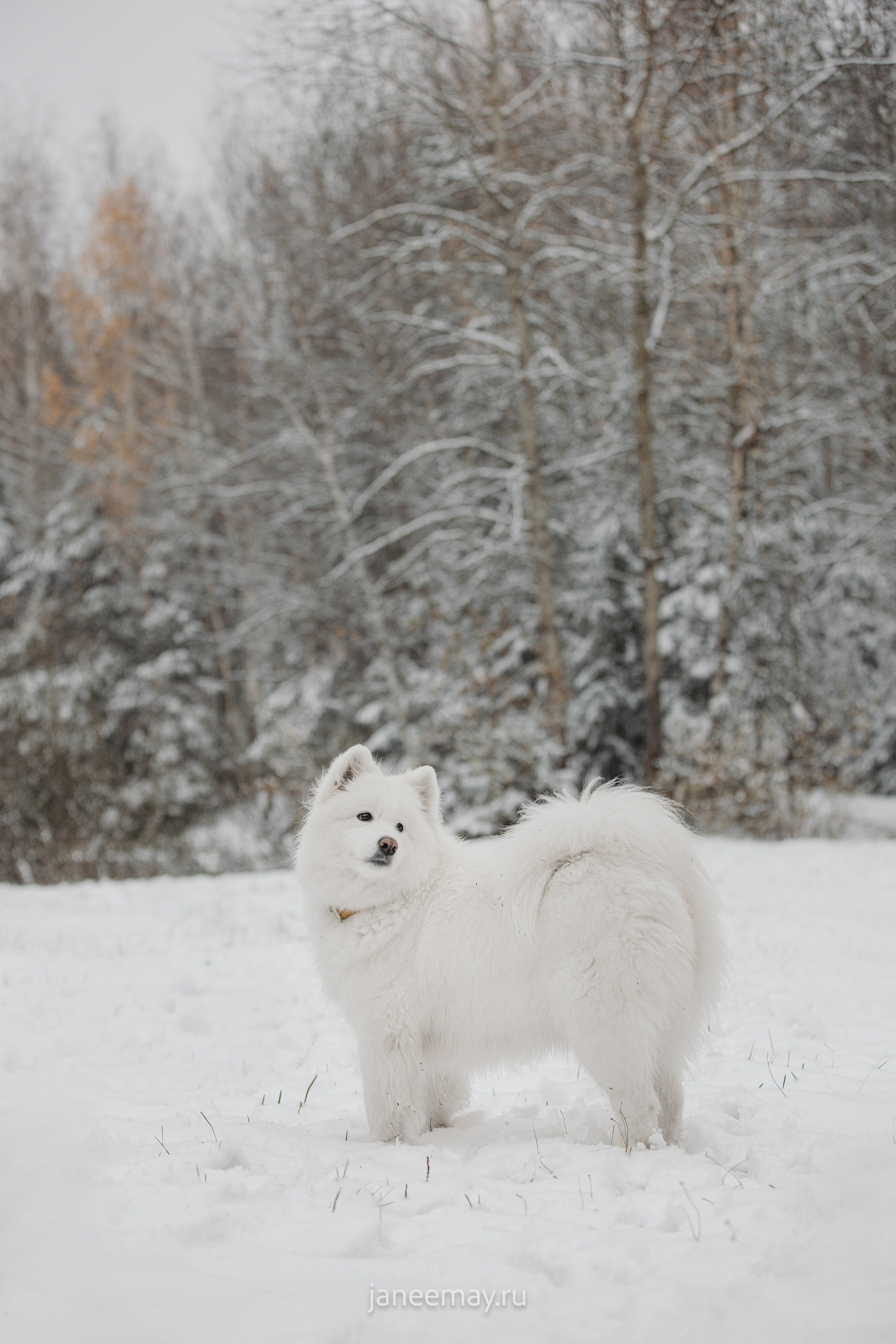Фото собак, животных зимой. Фотограф анималист в Москве Майорова Евгения