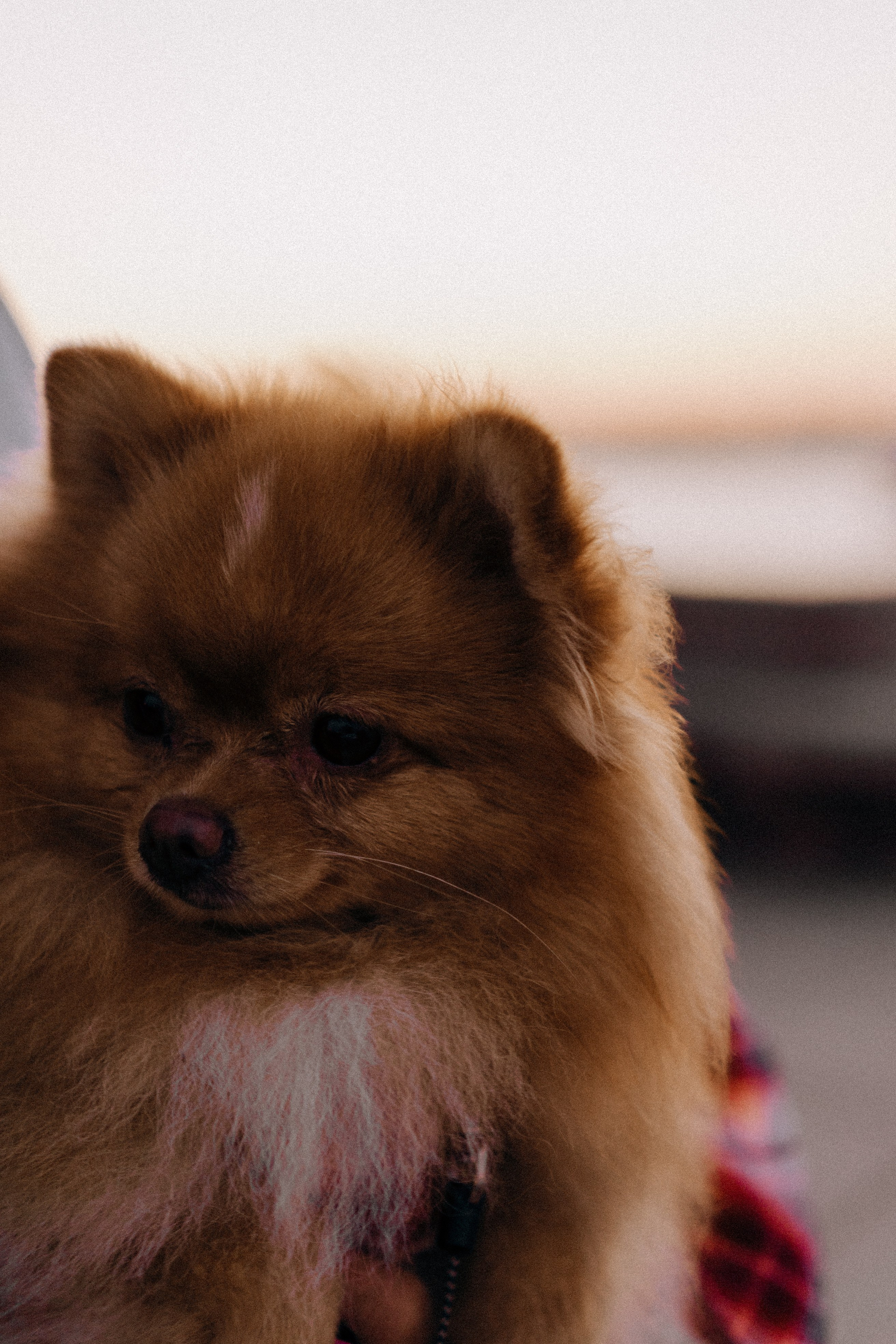 РАССВЕТНАЯ ИСТОРИЯ. Профессиональный фотограф, Санкт-Петербург — Виктория Богомолова