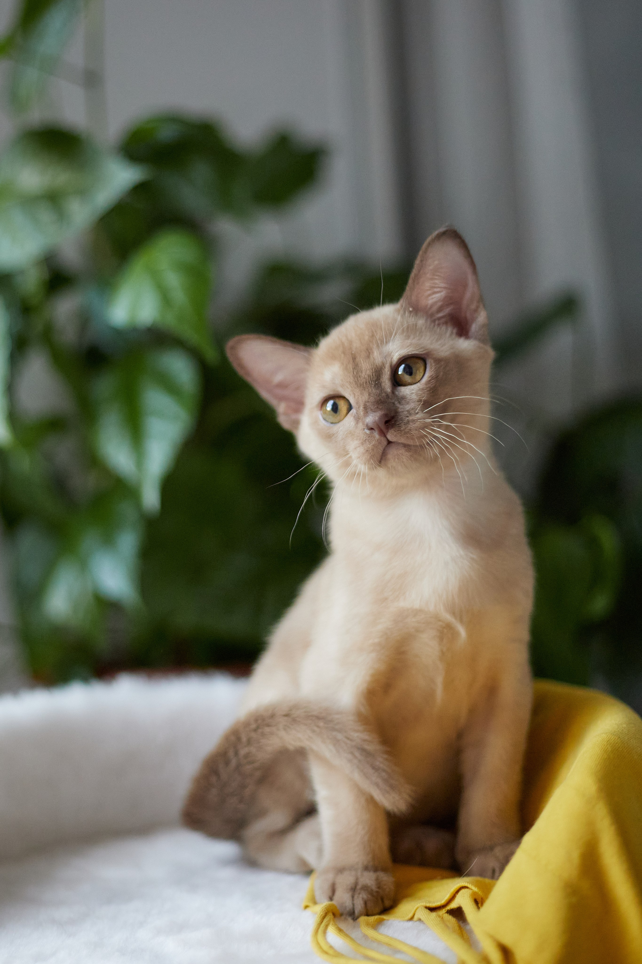 Jony (Уфа). Питомник «Bouncy Life»