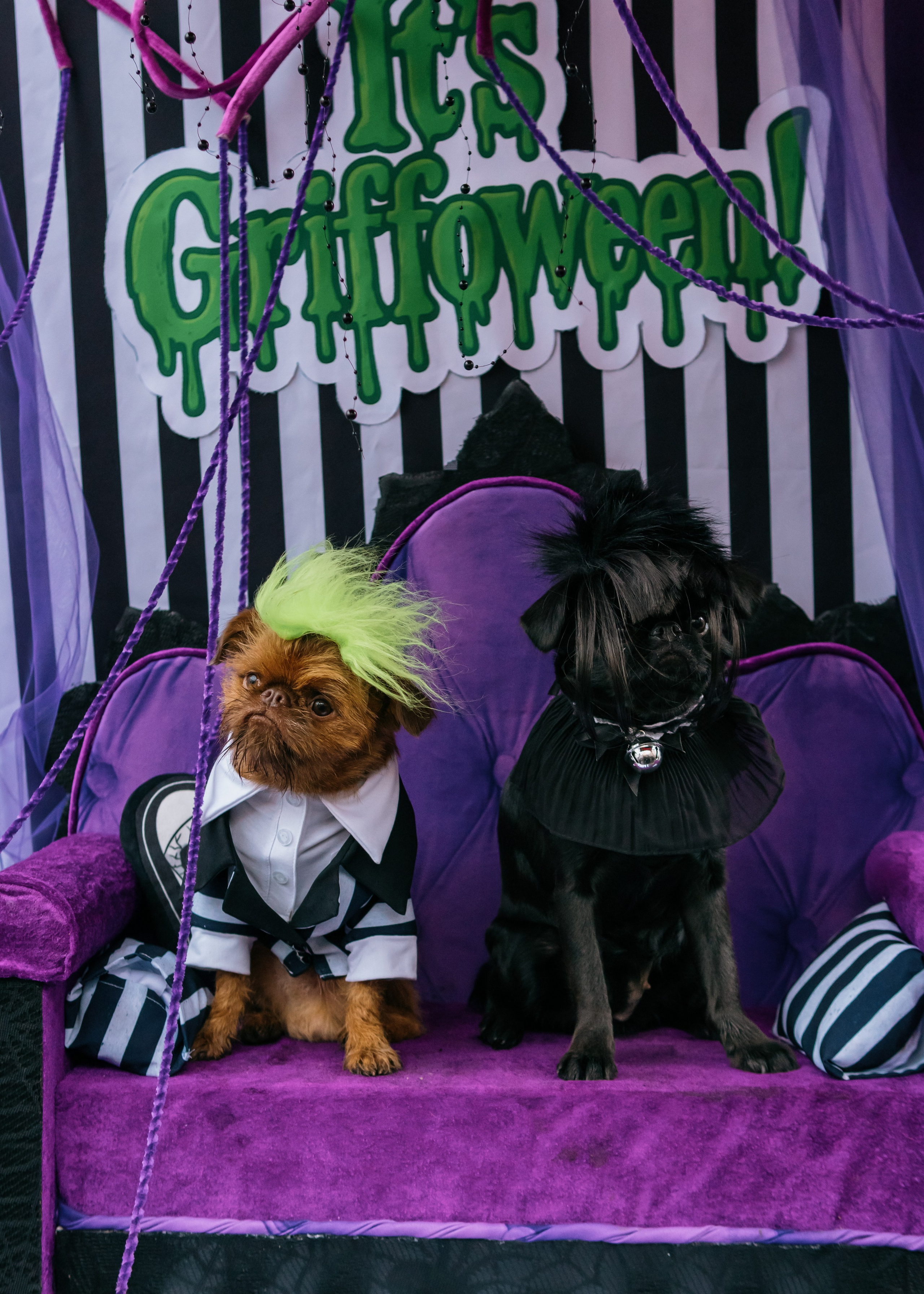 Тематическая встреча породников «Griffween». Фотограф-анималист Ксения Воробьева, Москва