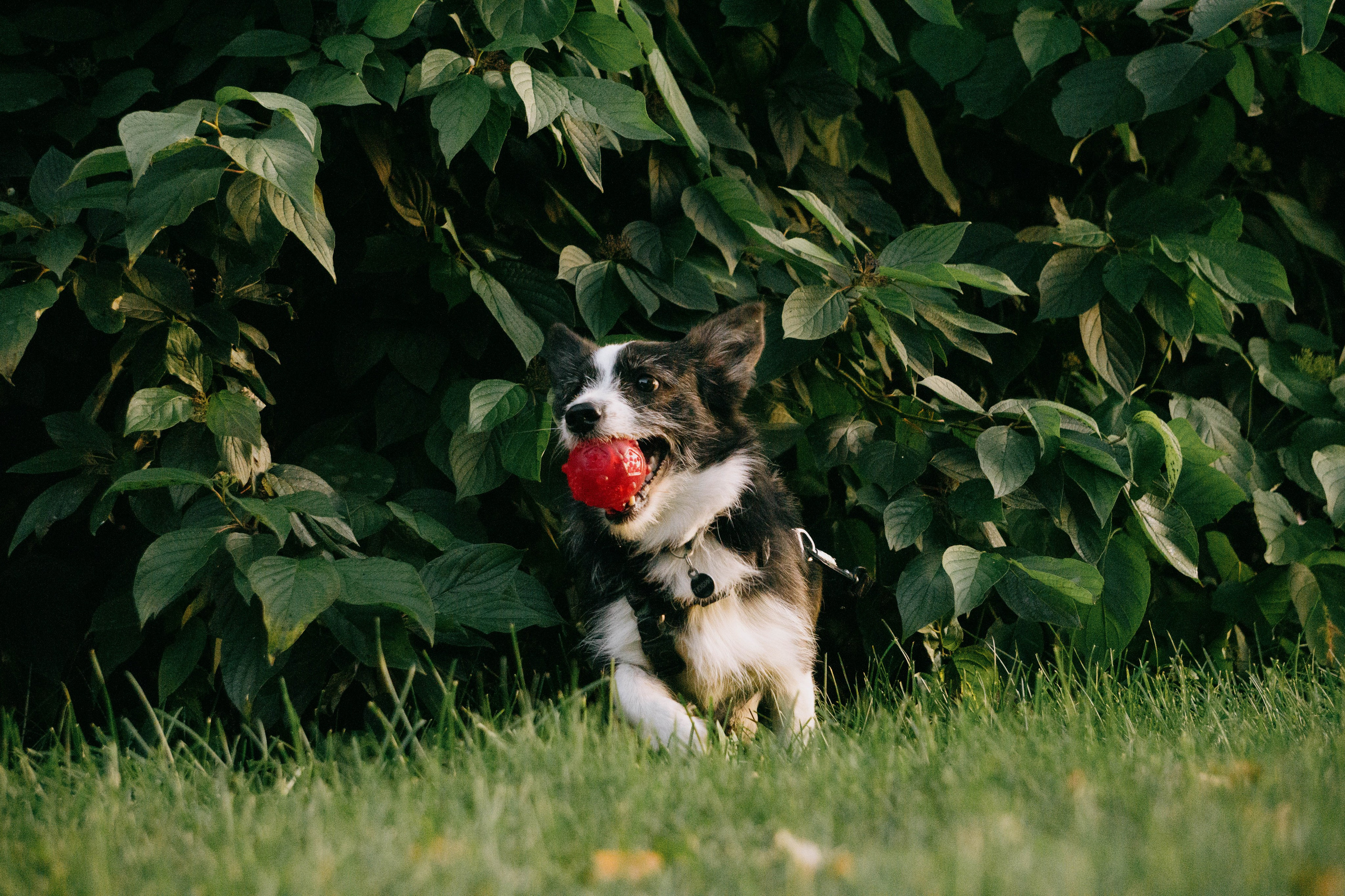 Даша и Тюбик. Фотограф-анималист Ксения Воробьева, Москва