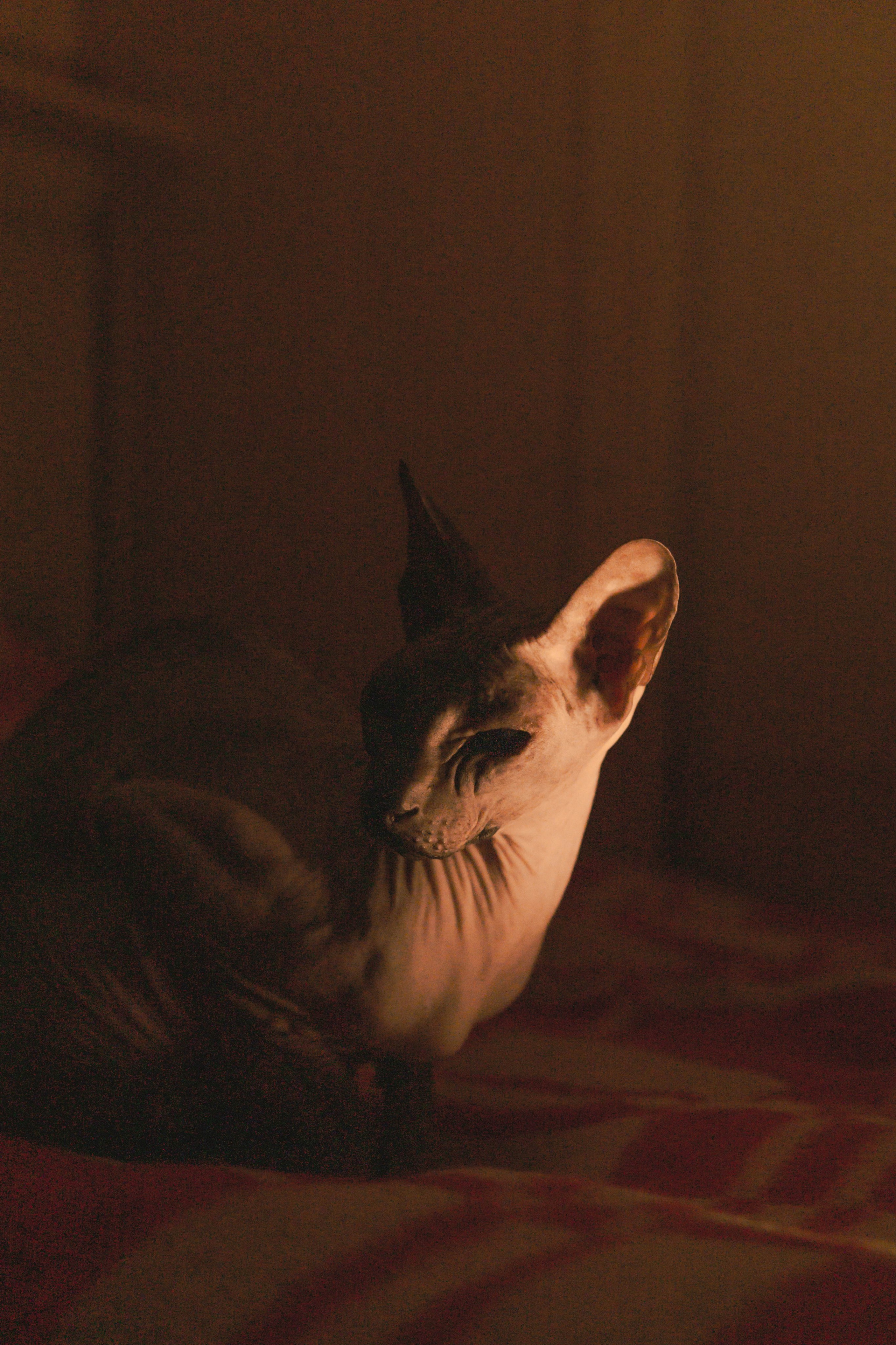 Бандит. Фотограф-анималист Ксения Воробьева, Москва