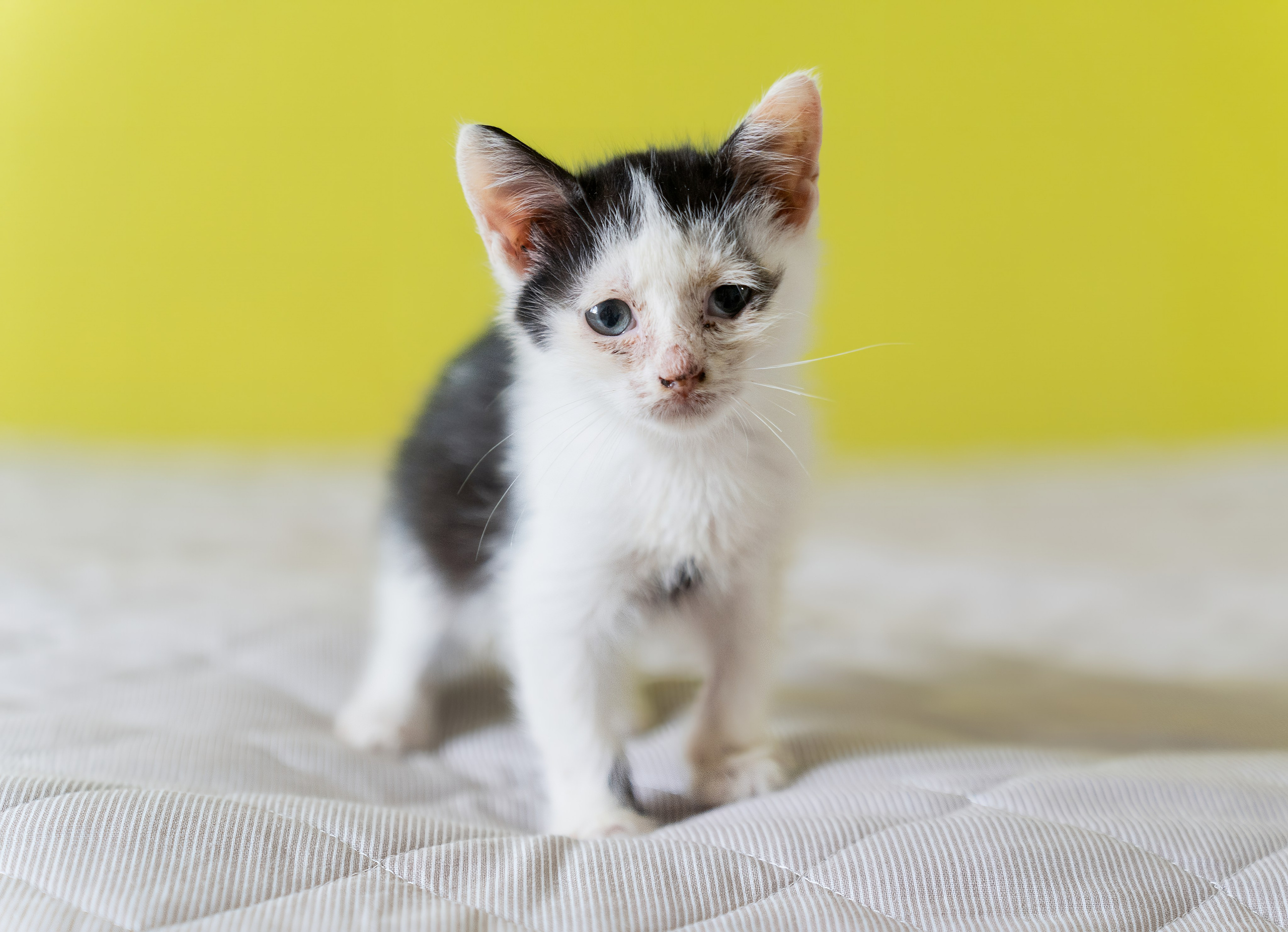 Благотворительная съёмка для котят в Москве. Портретный фотограф в Москве Фарид Леонов