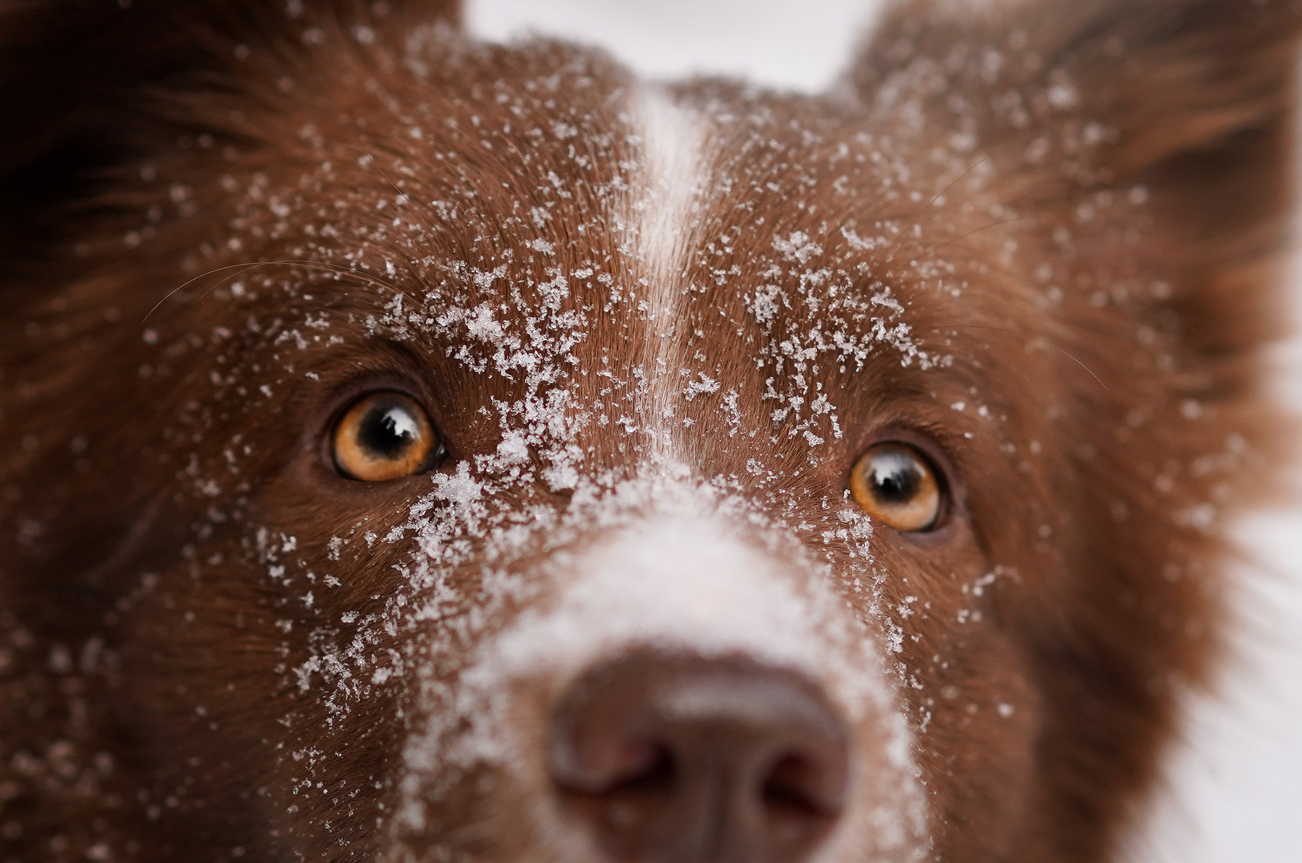 Катя и Ская. Фотограф-анималист в Санкт-Петербурге Яна Мартынова