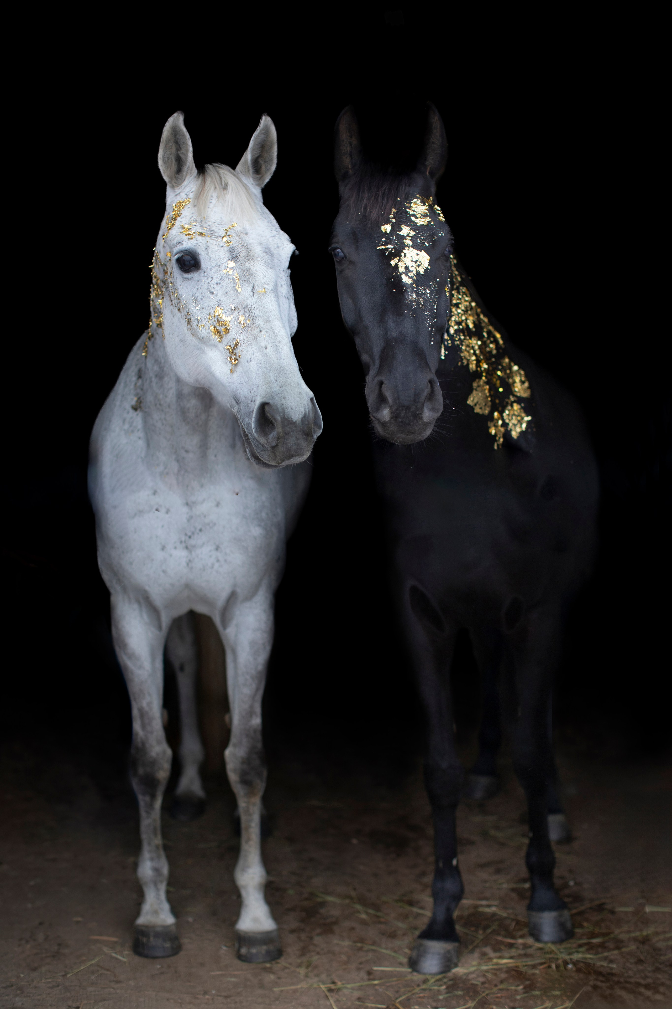 Животные. Фотограф в Москве и в Московской области Сандра