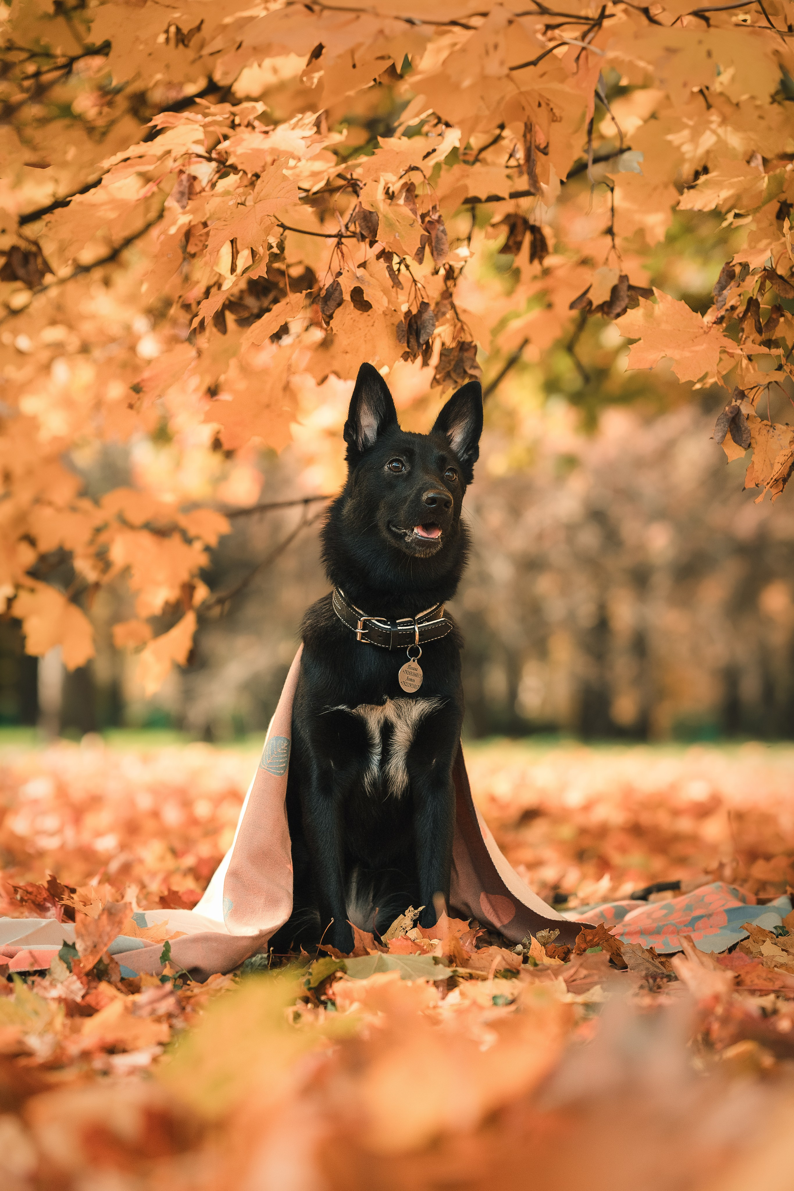 Фотограф-анималист г. Москва