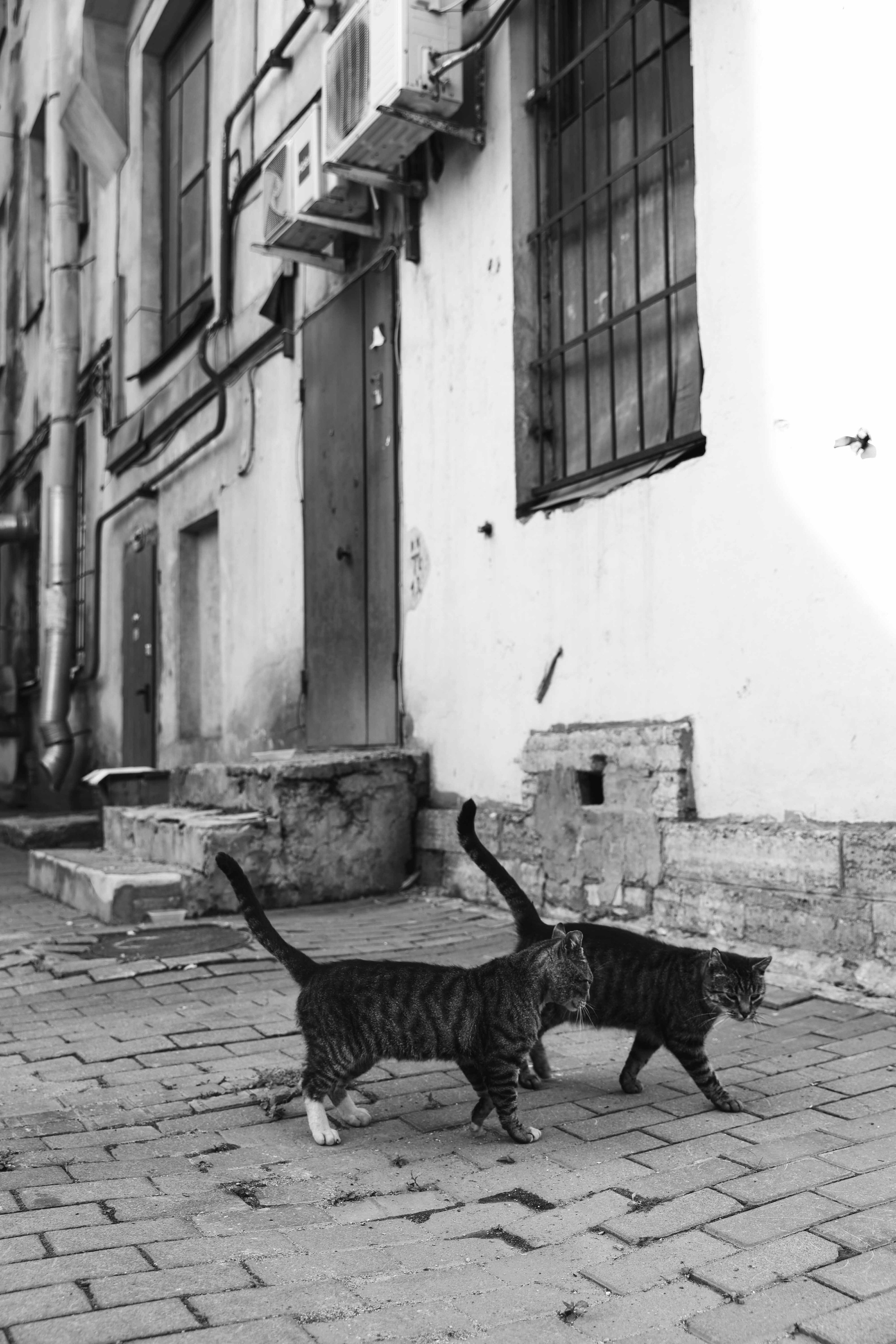 Ира. ЧБ. Свадебный и семейный фотограф в Санкт-Петербурге Лолита Евстифеева