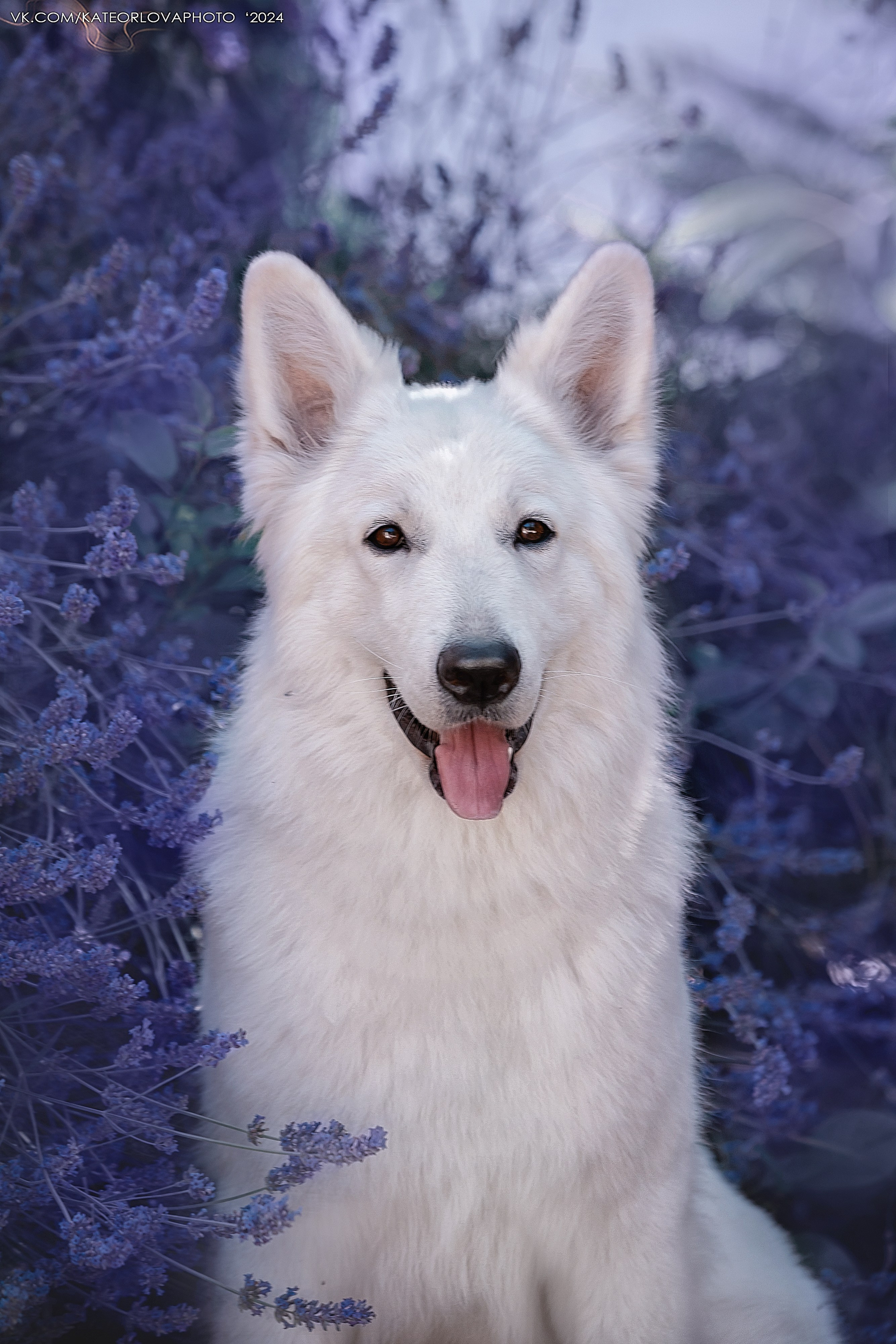 Фотосъемка собак, щенков, на выставках, фотограф анималист Россия воронеж. Питомник собак Акита, Хаски, Корги