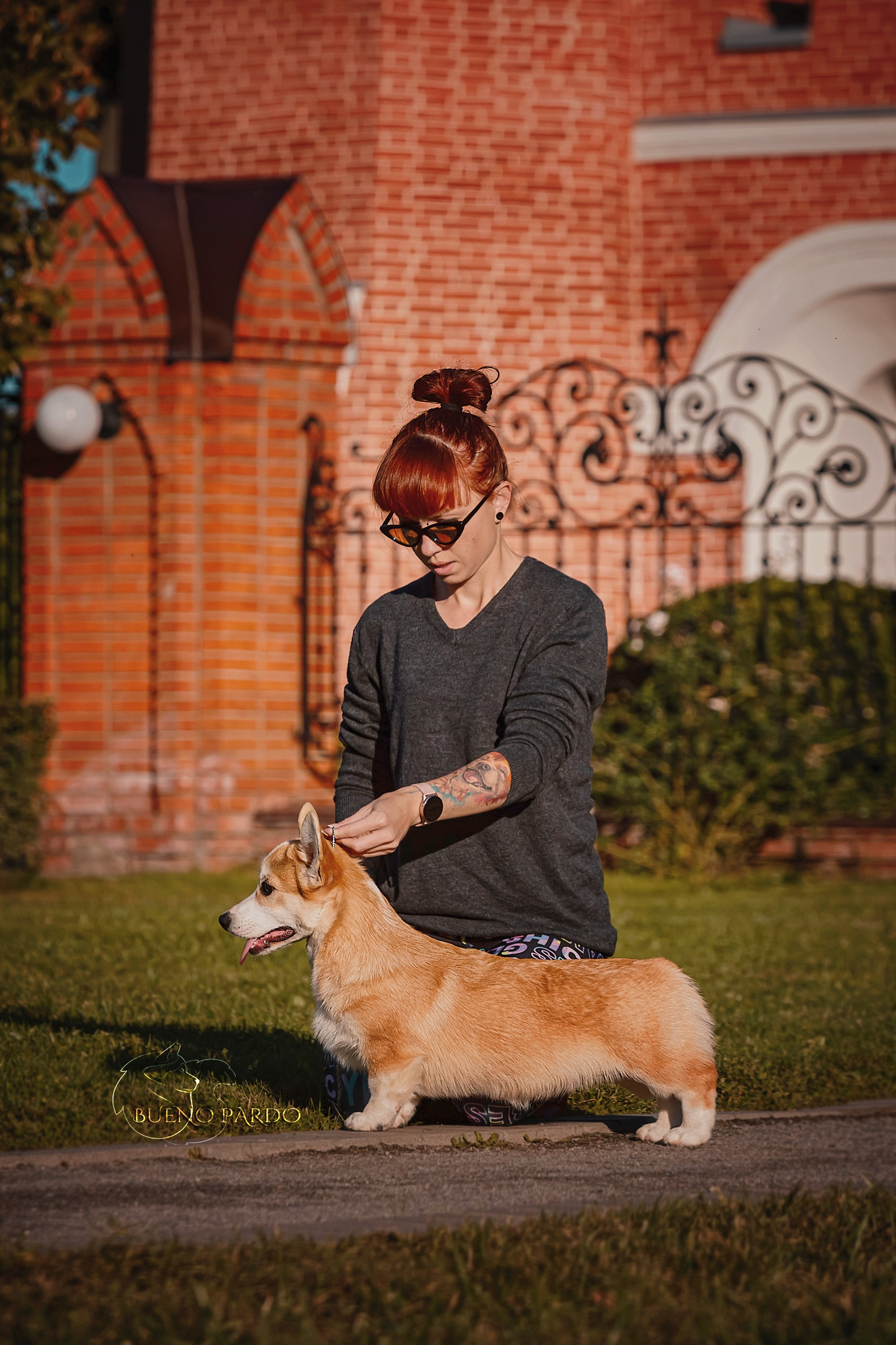 Щенки вельш корги пемброк из питомника. Питомник собак Акита, Хаски, Корги