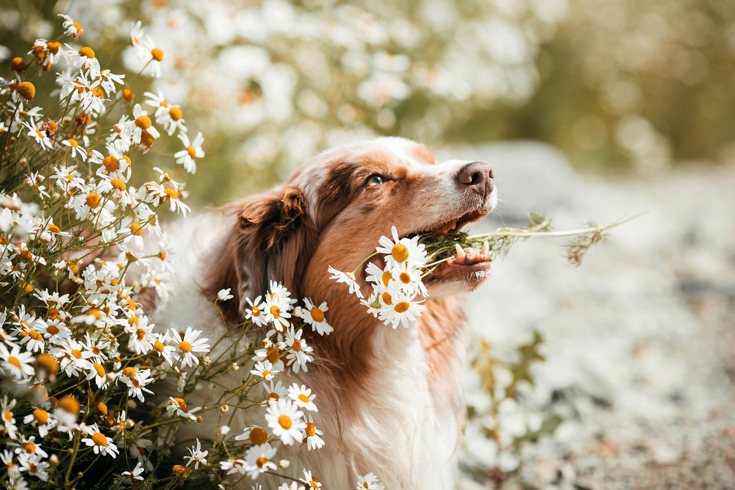 Съемка животных. Конный фотограф в Челябинске Стромова Ольга