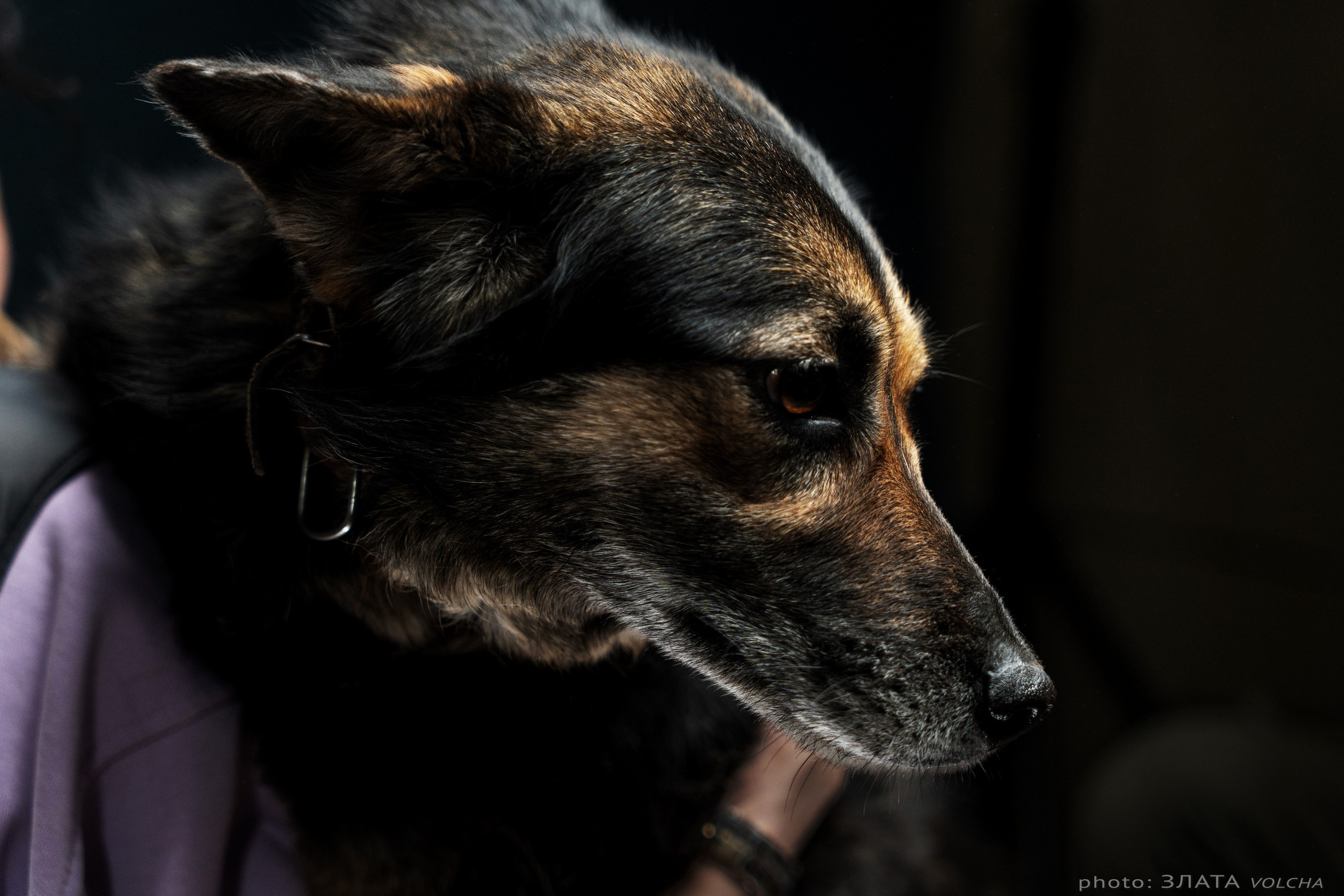 Собаки в студии. Фото, видео, монтаж