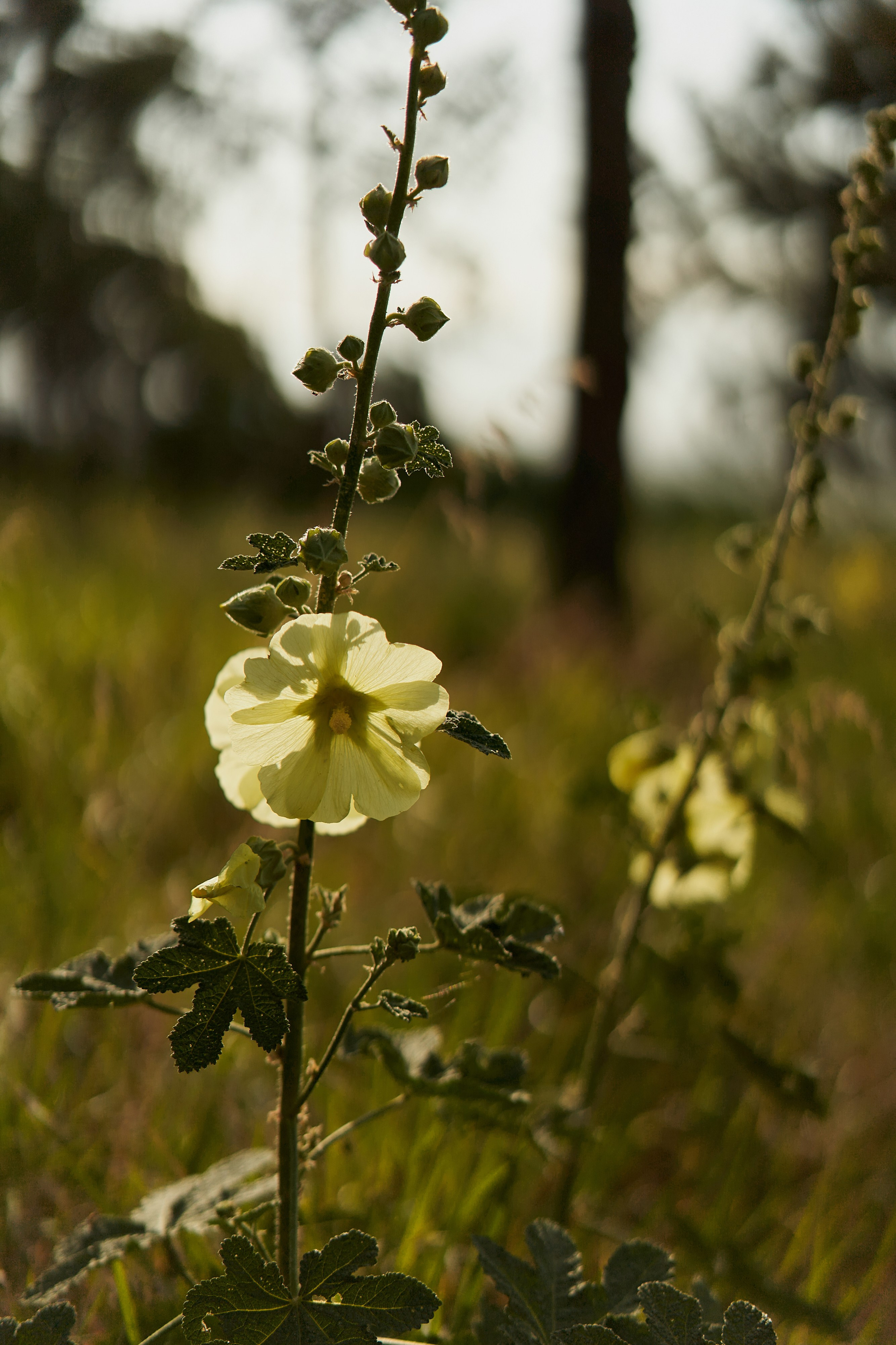 Оля и Саша. Фотограф Александра Лазарева