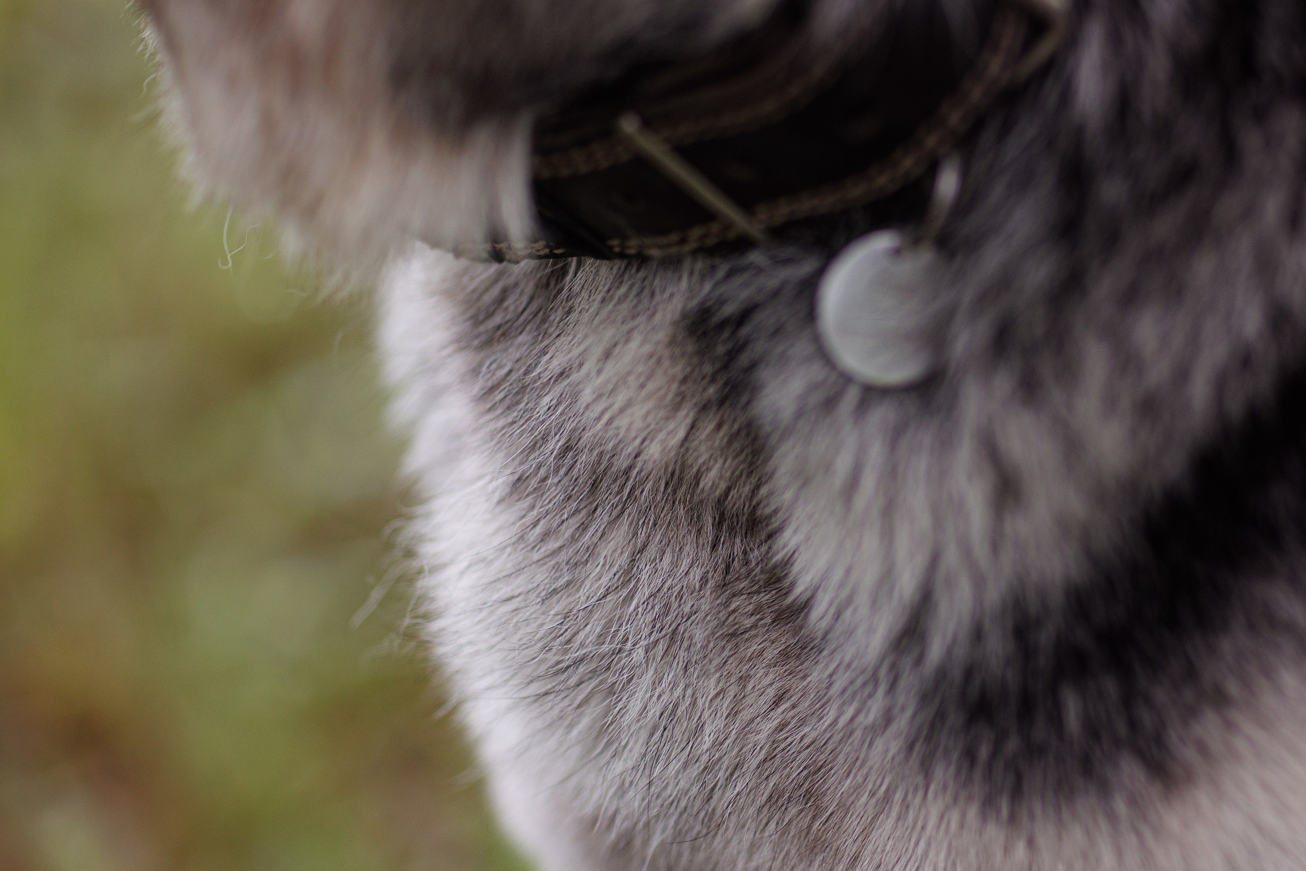 Оксана И Норд. Фотограф — Анималист Наталья Тямушева