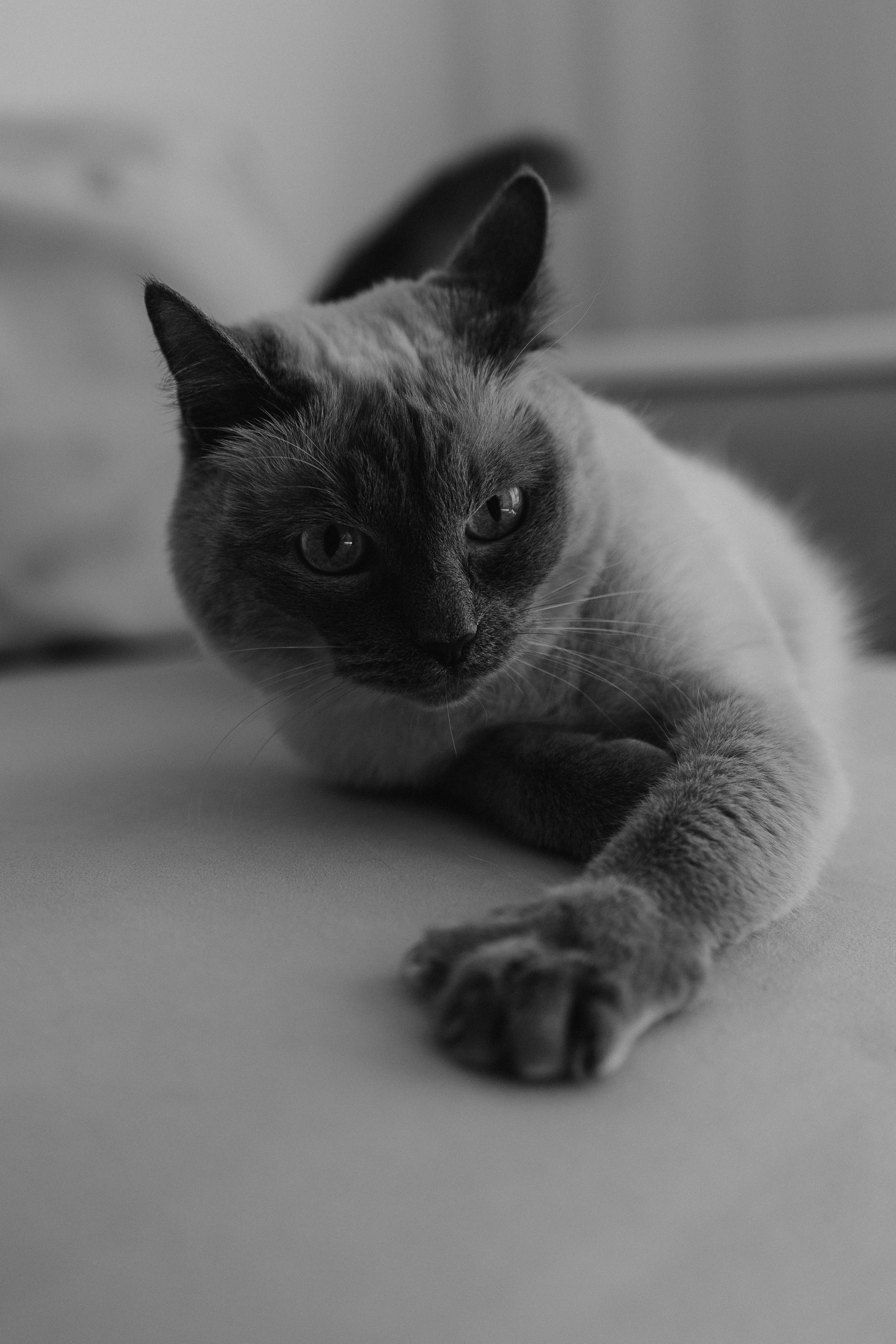 Бэлла, Деми и Луна. Фотораф — анималист Мария Шистка