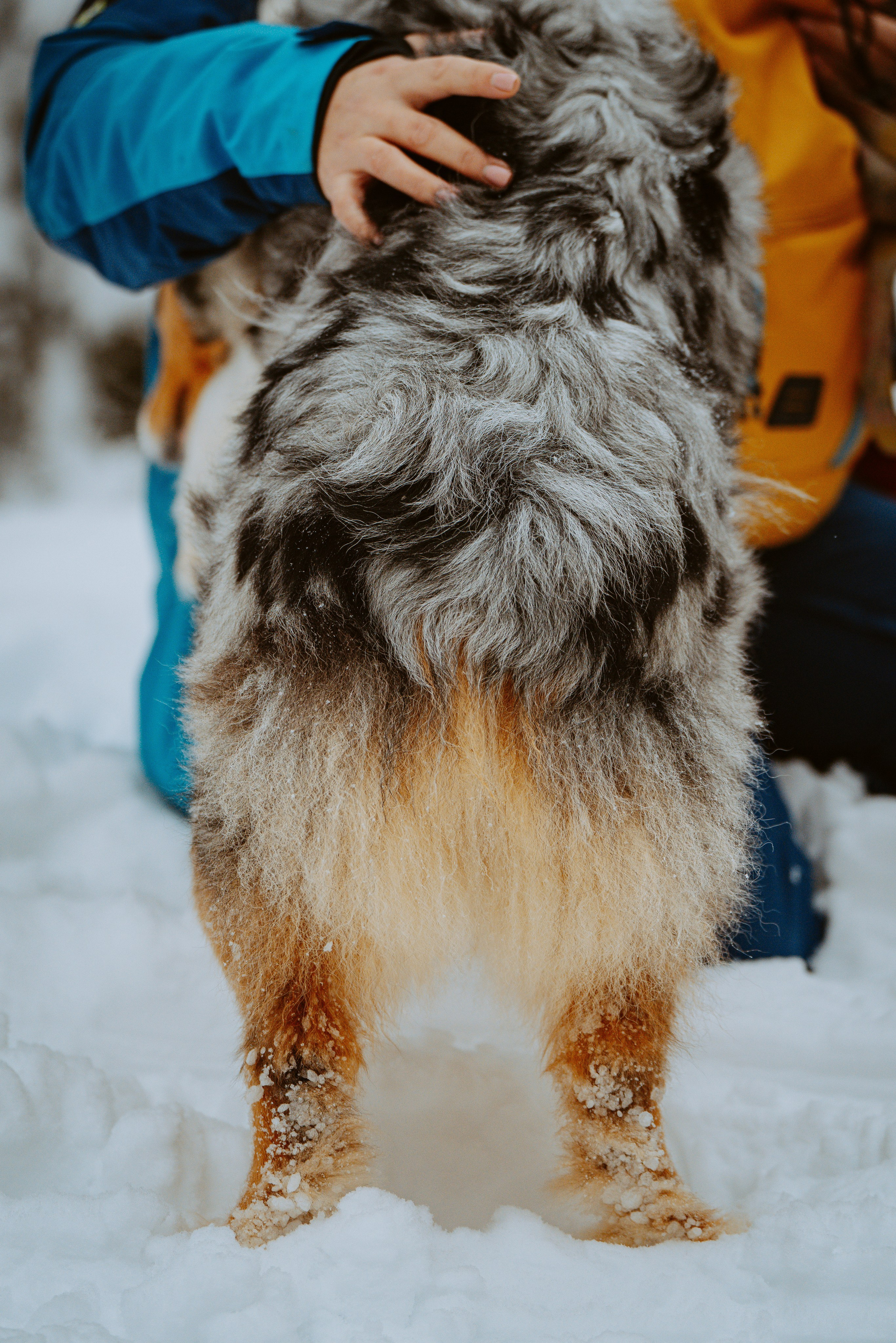 Дог трекинг. Фотограф анималист в Спб недорого Олеся Майорова
