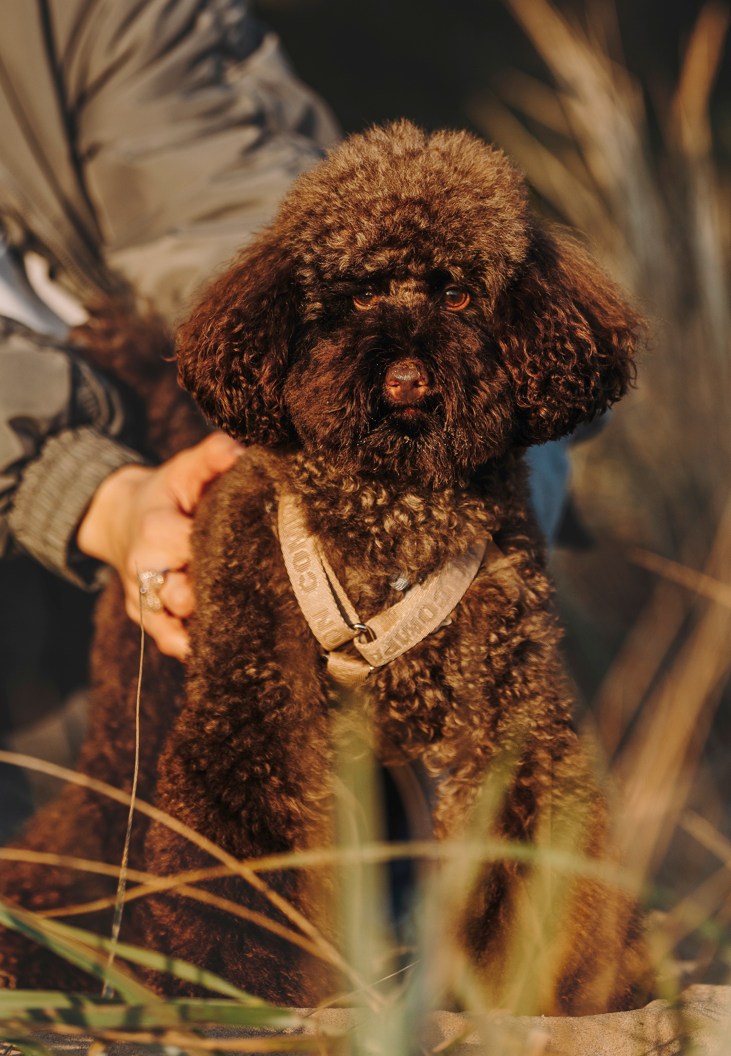 Фотосессия девушки с пуделем на пляже на закате. Фотограф анималист в Спб недорого Олеся Майорова