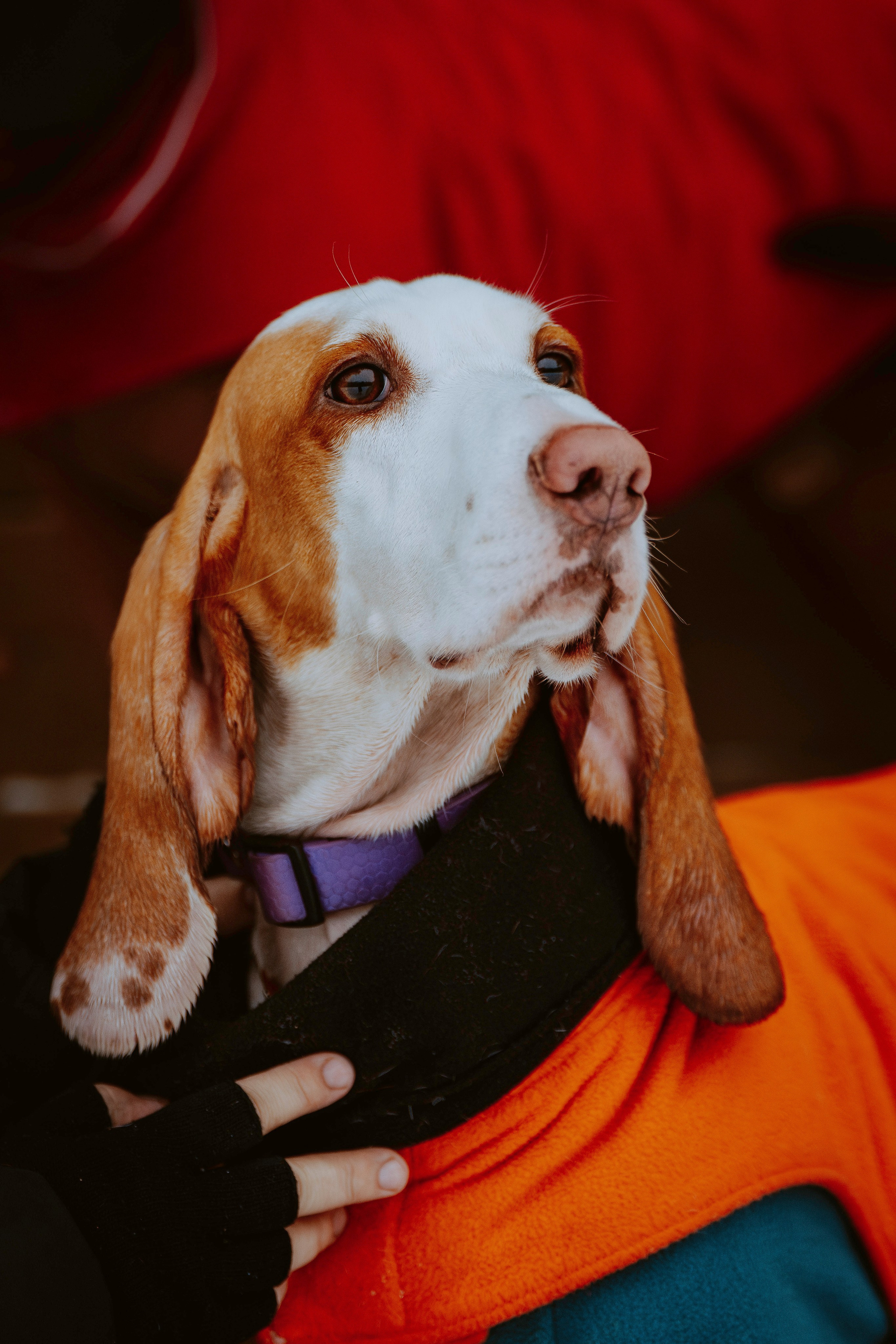 Ольга, Рора и Румпель. Фотограф анималист в Спб недорого Олеся Майорова