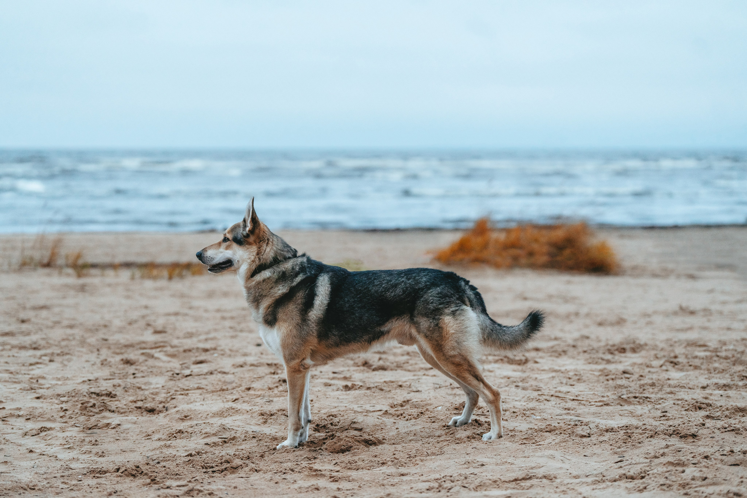 Малыш Кузя и его семья. Фотограф анималист в Спб недорого Олеся Майорова