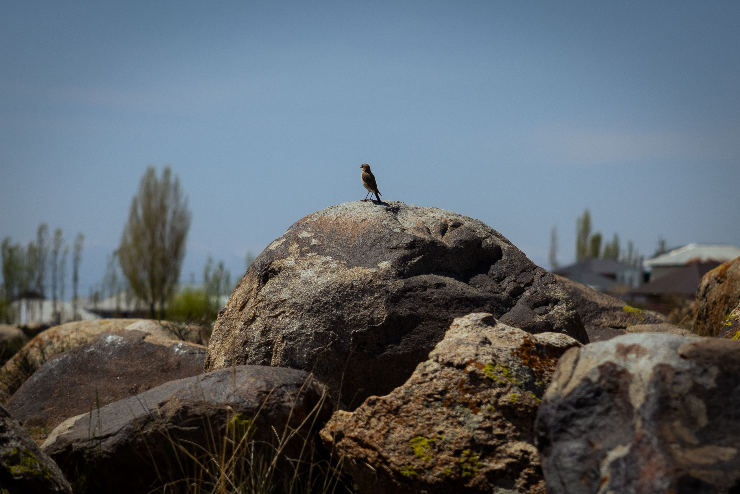 Кыргызстан (весна 2025). Фотограф Виноградов Константин