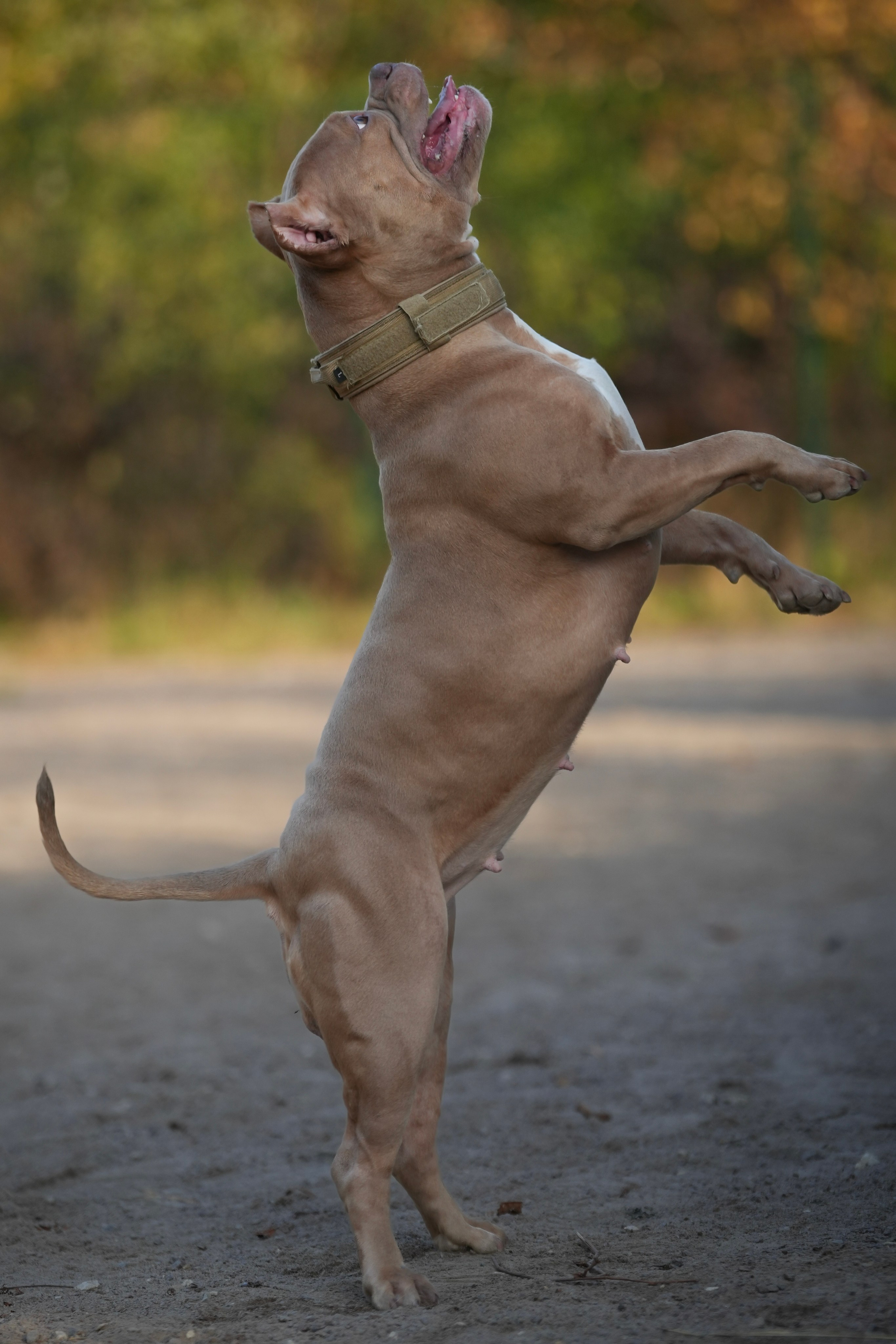 АмБулли Адель. Фотограф-анималист Асадова