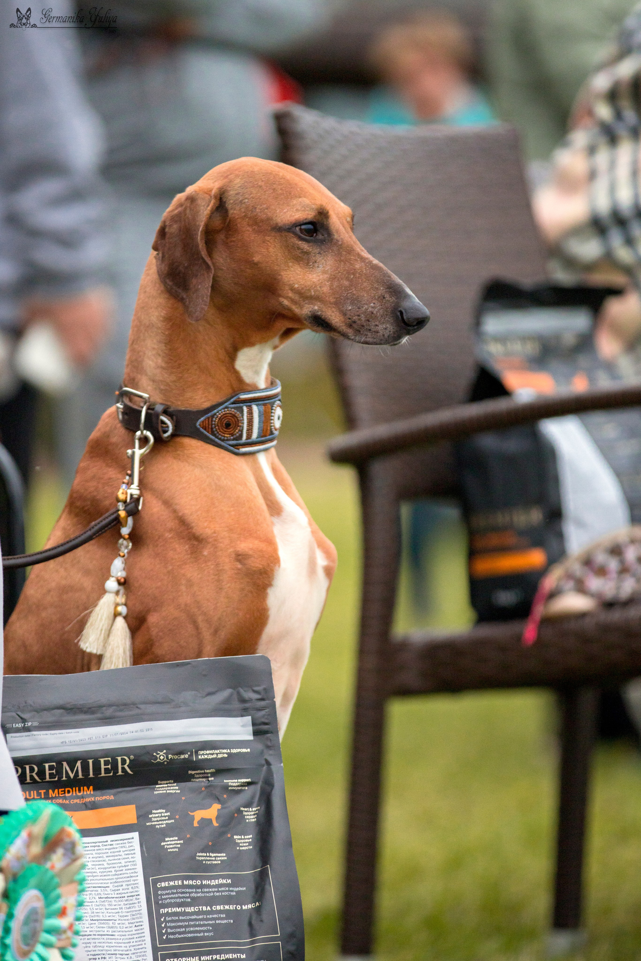 Переславль 9-10.09.2023. Фотограф-анималист Юлия Германика