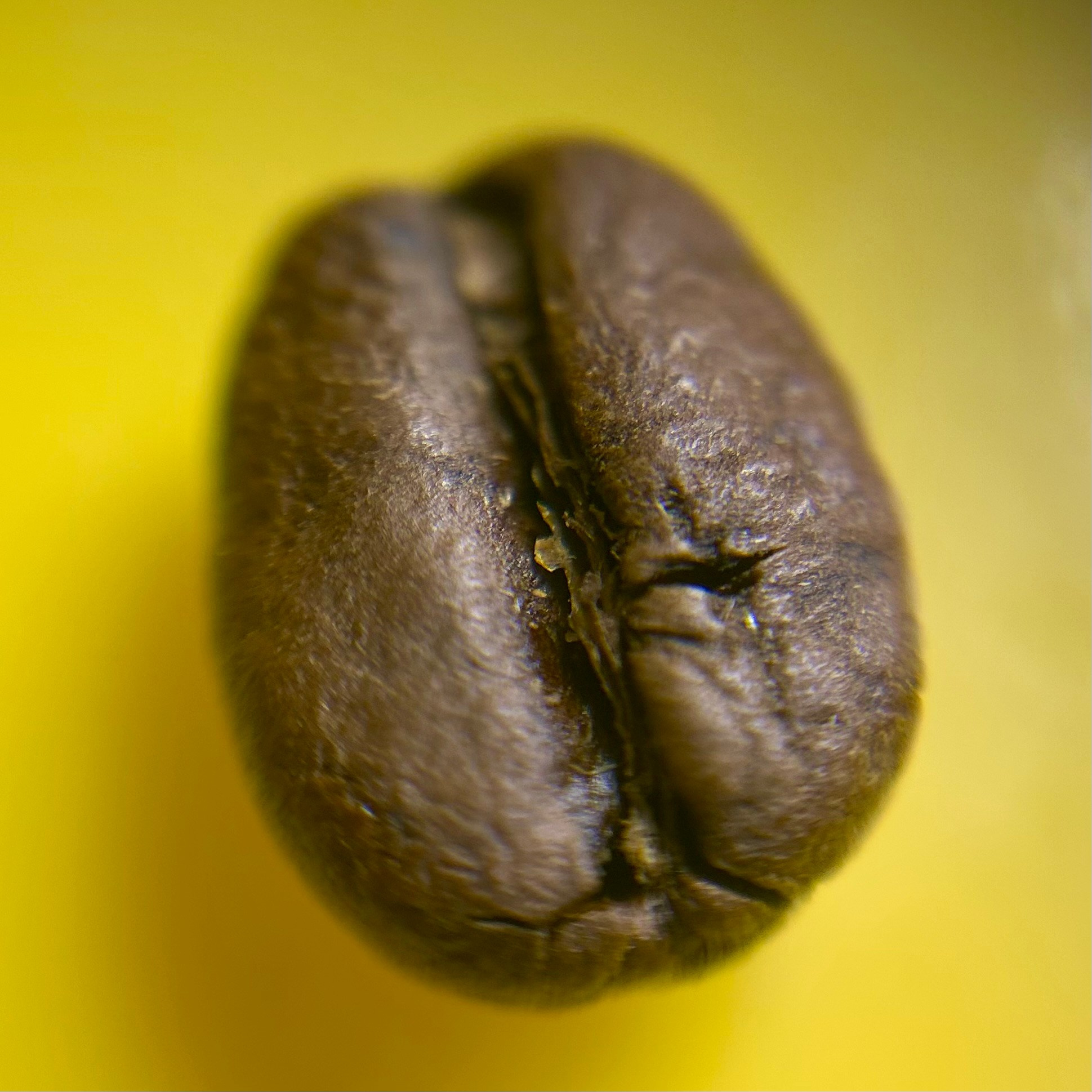 Макромир. Фотокружок «Видоискатель» ГБОУ СОШ № 291