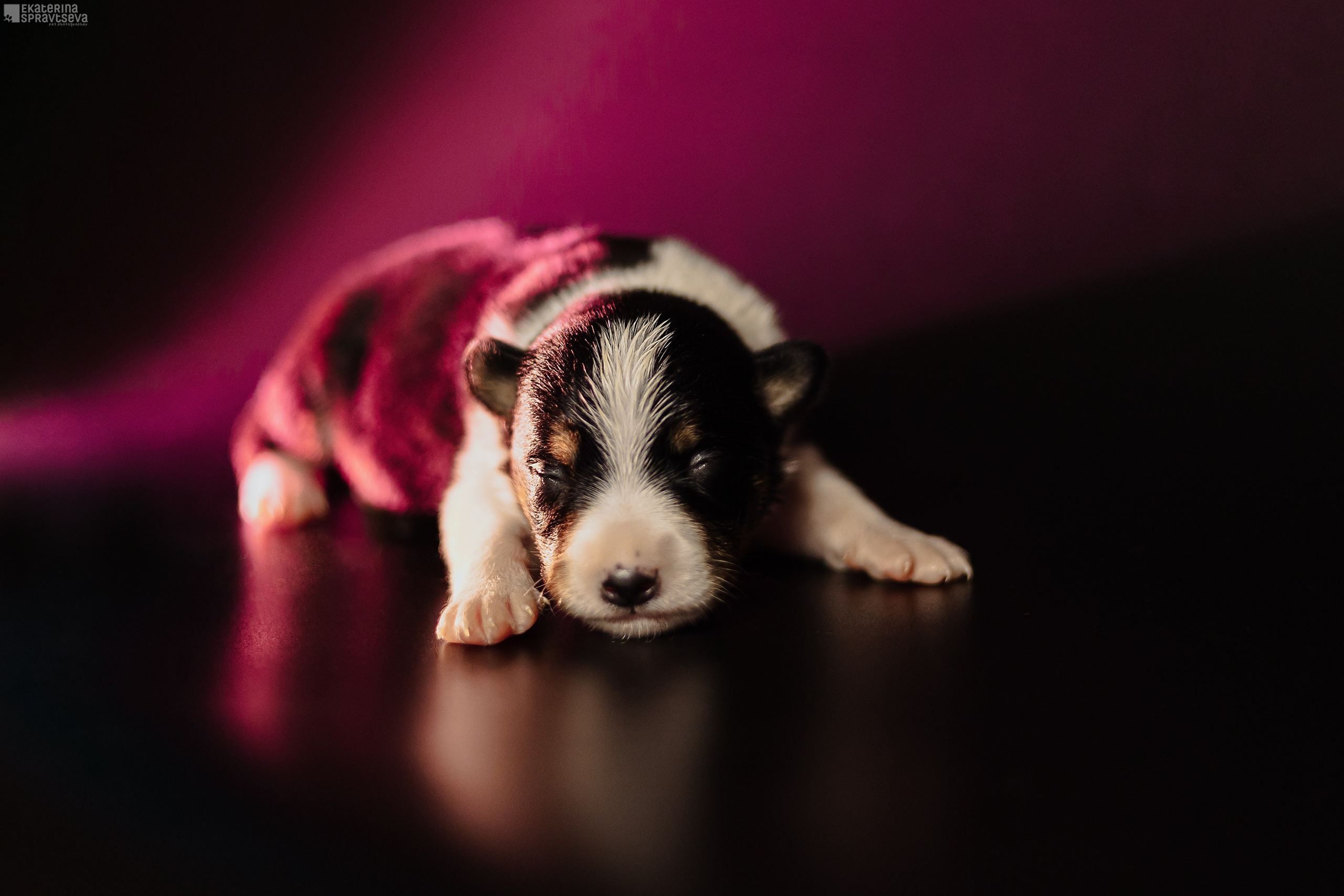 Щенки бордер колли от Ап х Ра. Фотограф Анималист Екатерина Справцева в Нижнем Новгороде