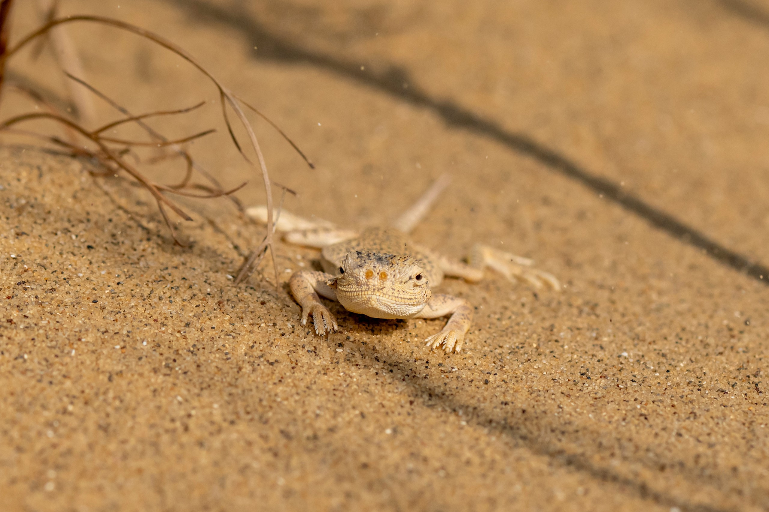 Природа Дагестана, сентябрь 2024. Foto-Zuev фотография как искусство