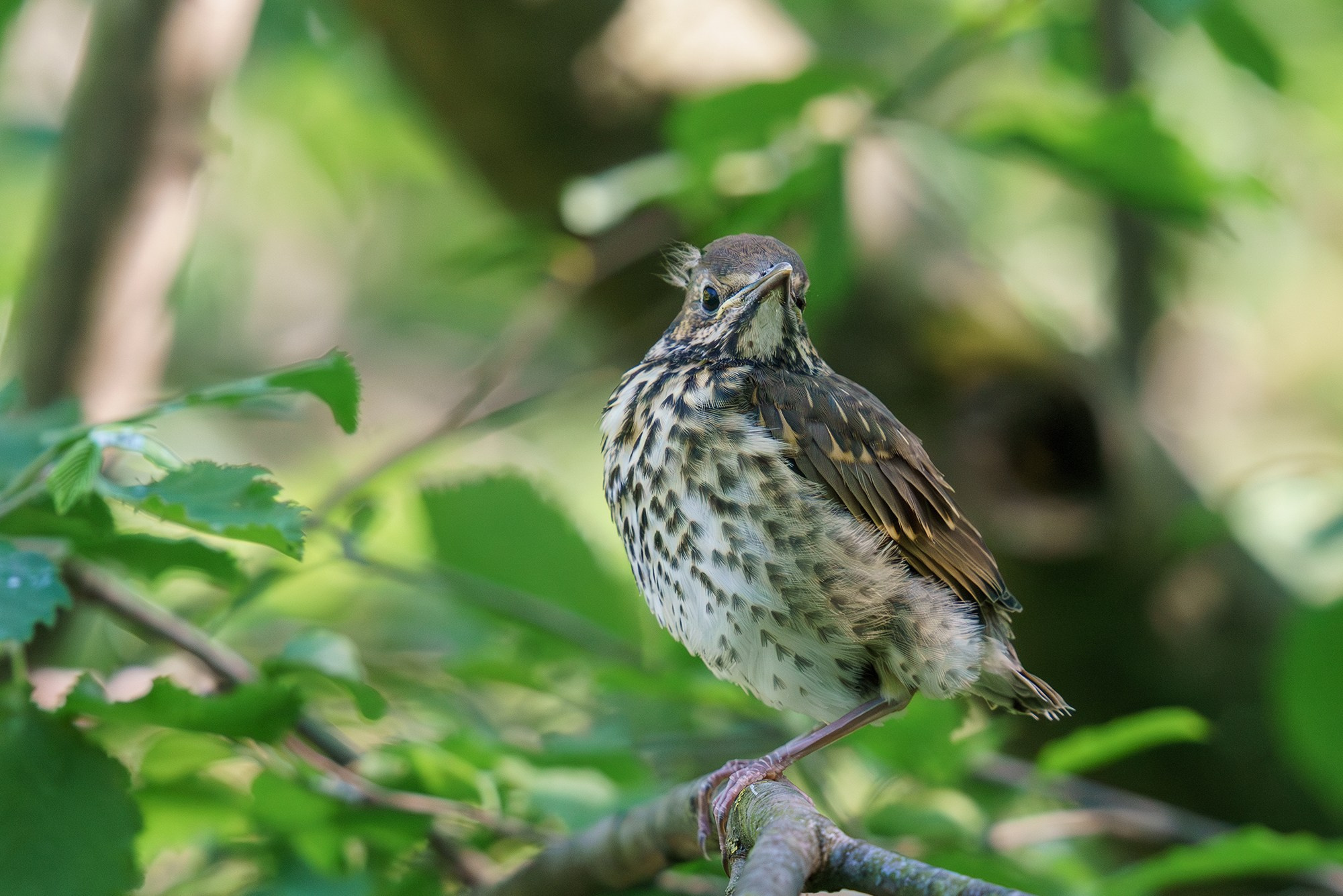 Удивительные мир птиц. Вокруг нас столько прекрасного — присмотритесь!. Ваш личный фотограф Марина Волкова