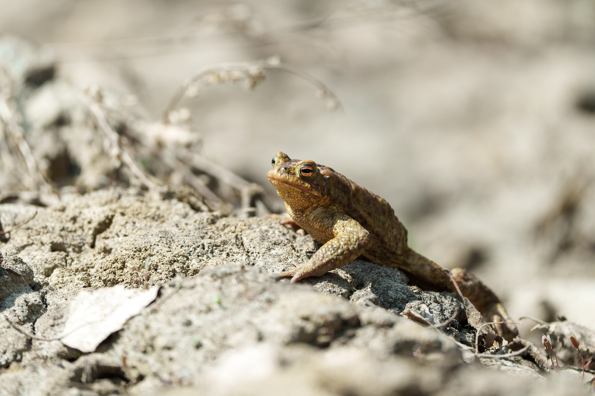 Животные. Ваш личный фотограф Марина Волкова