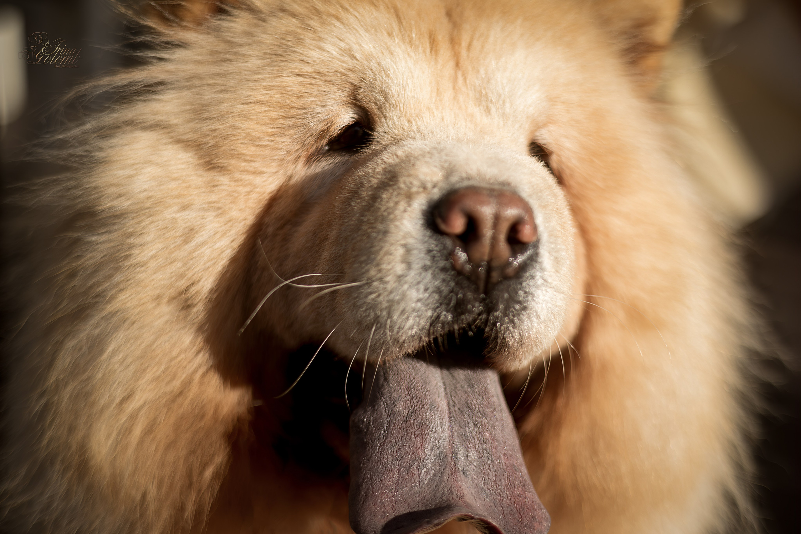 Дана и Макс, Чау-чау. Ирина Голомб|Фотограф-анималист в  Сочи и Калининграде