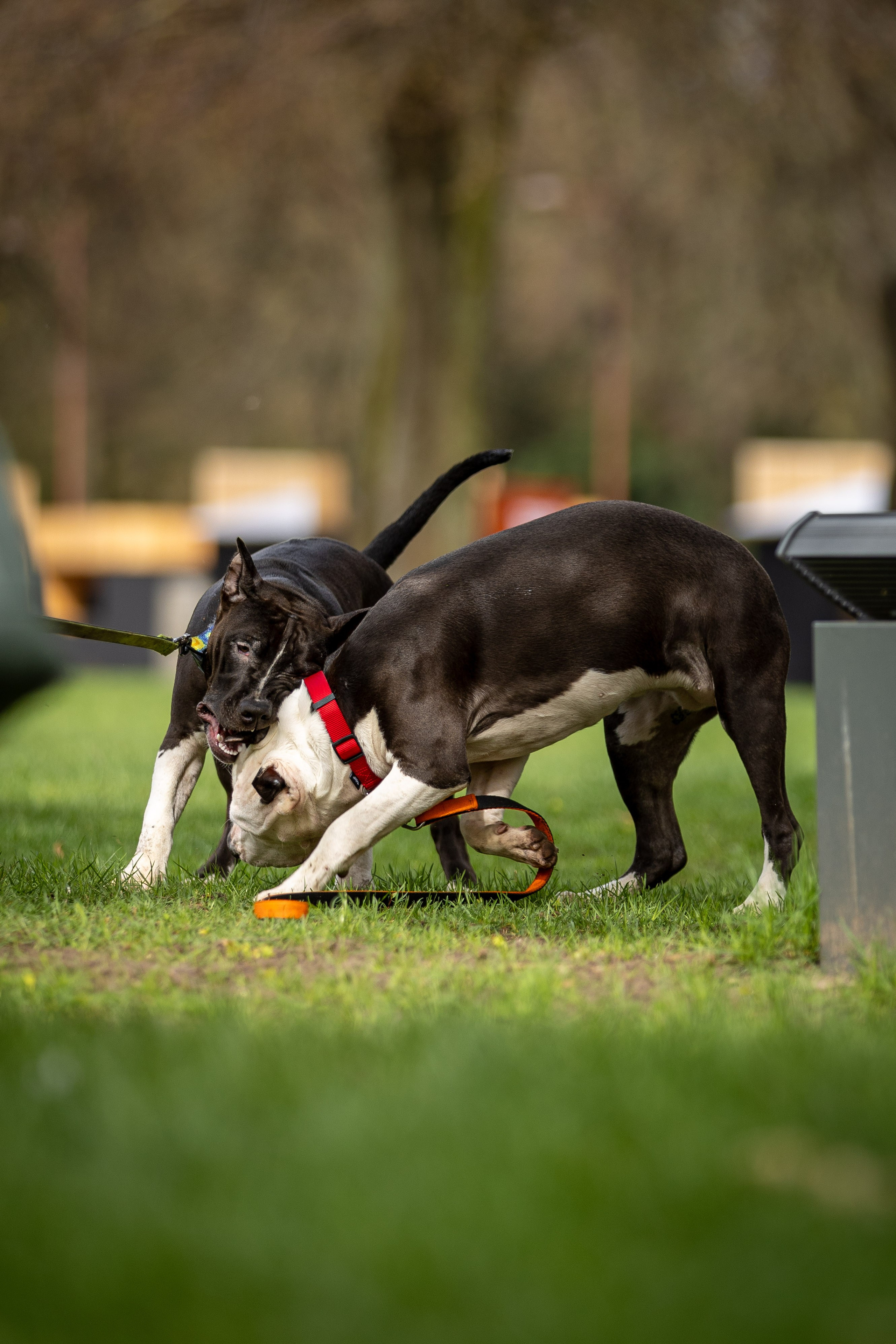 Афина и Мора, Стаффорды. Ирина Голомб|Фотограф-анималист в  Сочи и Калининграде