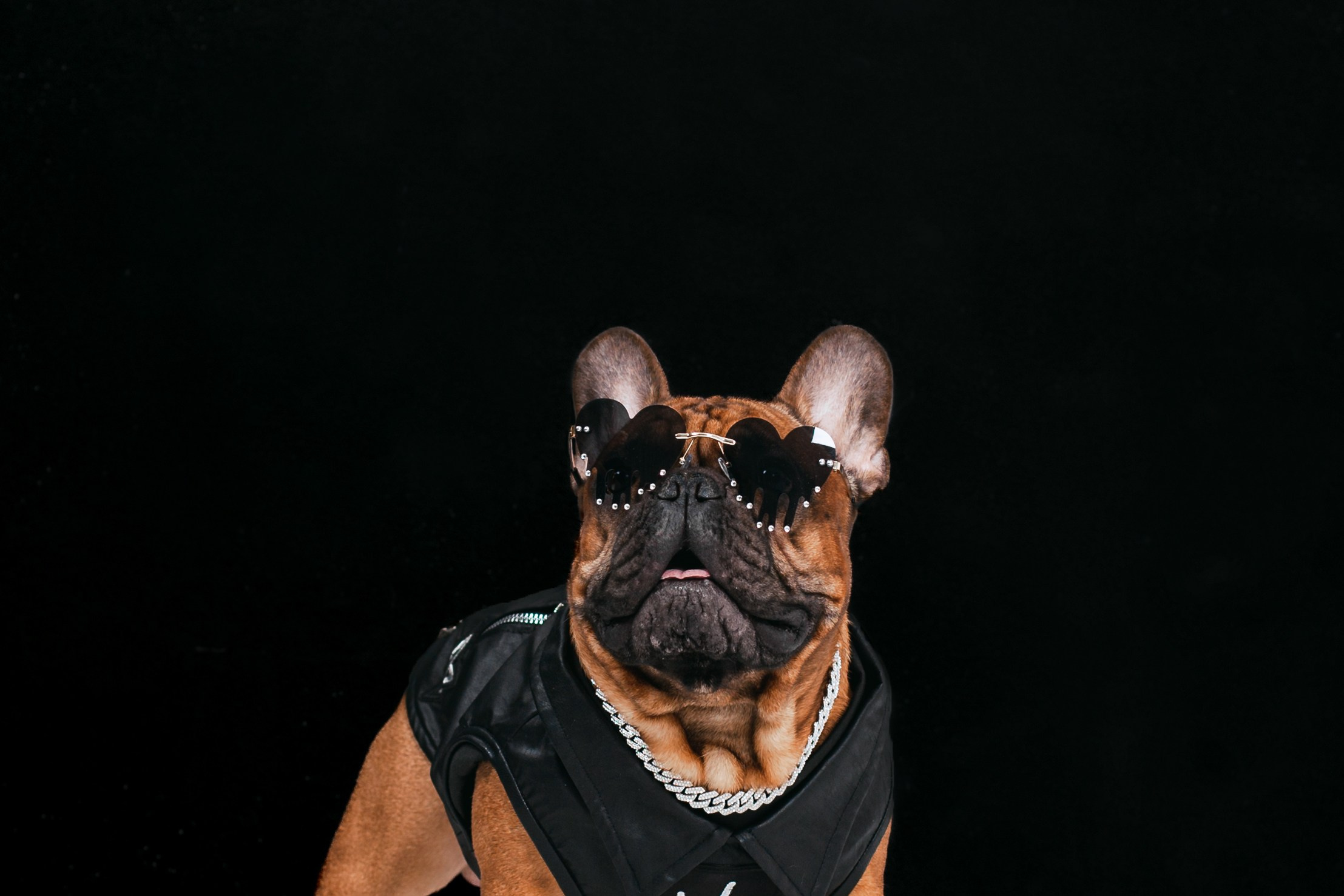 Пижамная вечеринка французских бульдогов и их хозяев. Фотограф-анималист Татьяна Степанова