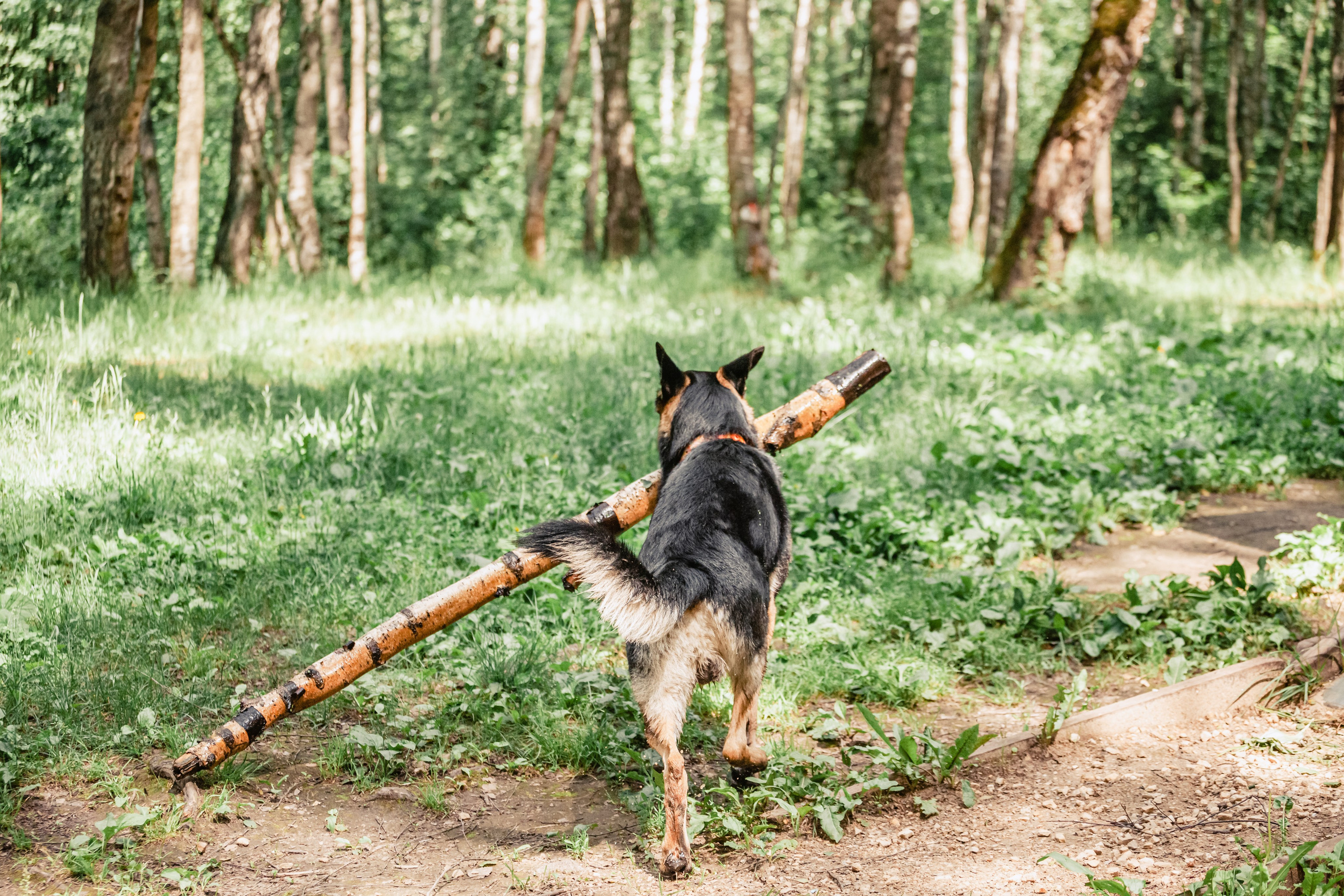 Лесная летняя фотопрогулка. Фотограф-анималист Татьяна Степанова