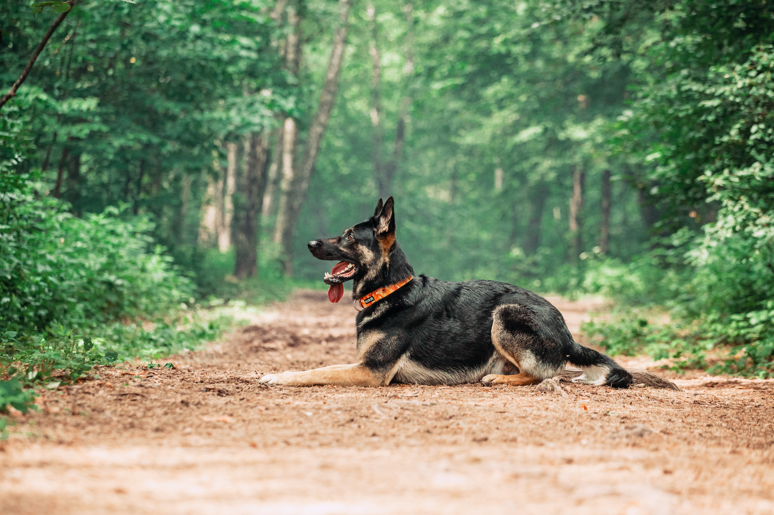 Лесная летняя фотопрогулка. Фотограф-анималист Татьяна Степанова