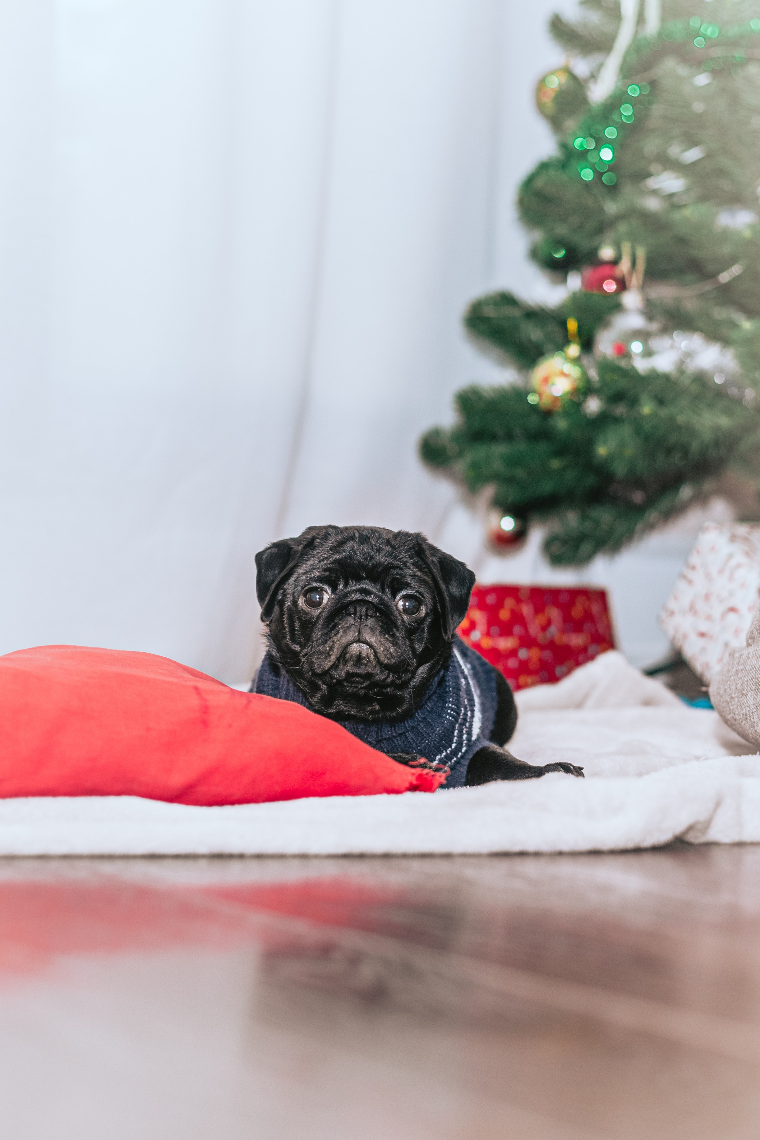 Домашняя фотосессия Оли и двух ее мопсов. Фотограф-анималист Татьяна Степанова