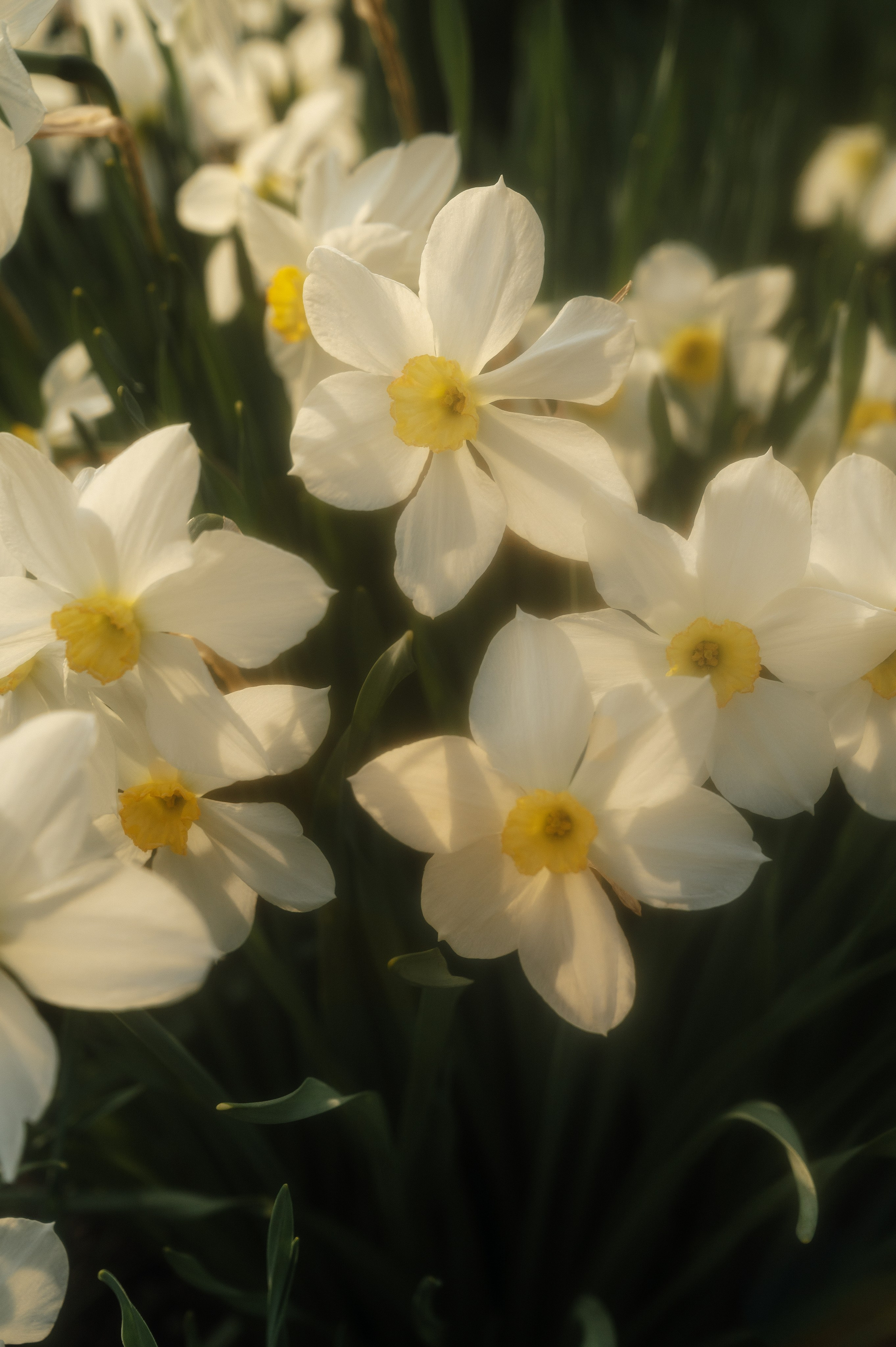 Цветущий сад. Семейный и свадебный фотограф в Самаре