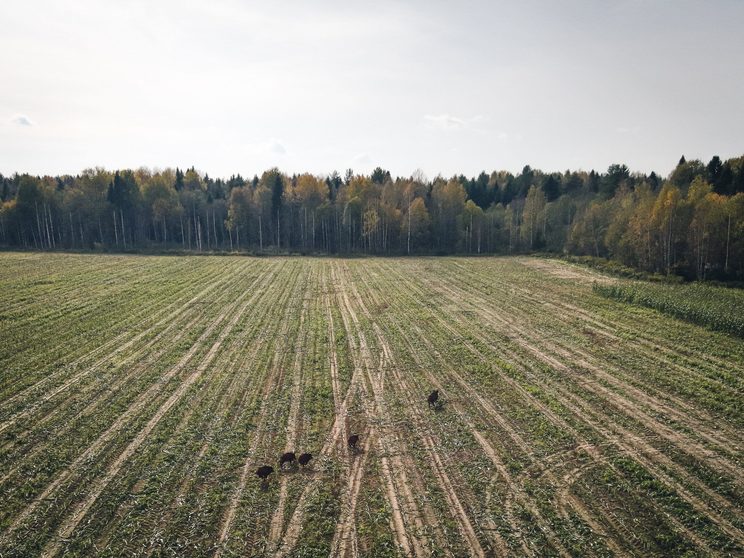 кабаны бегут по полю