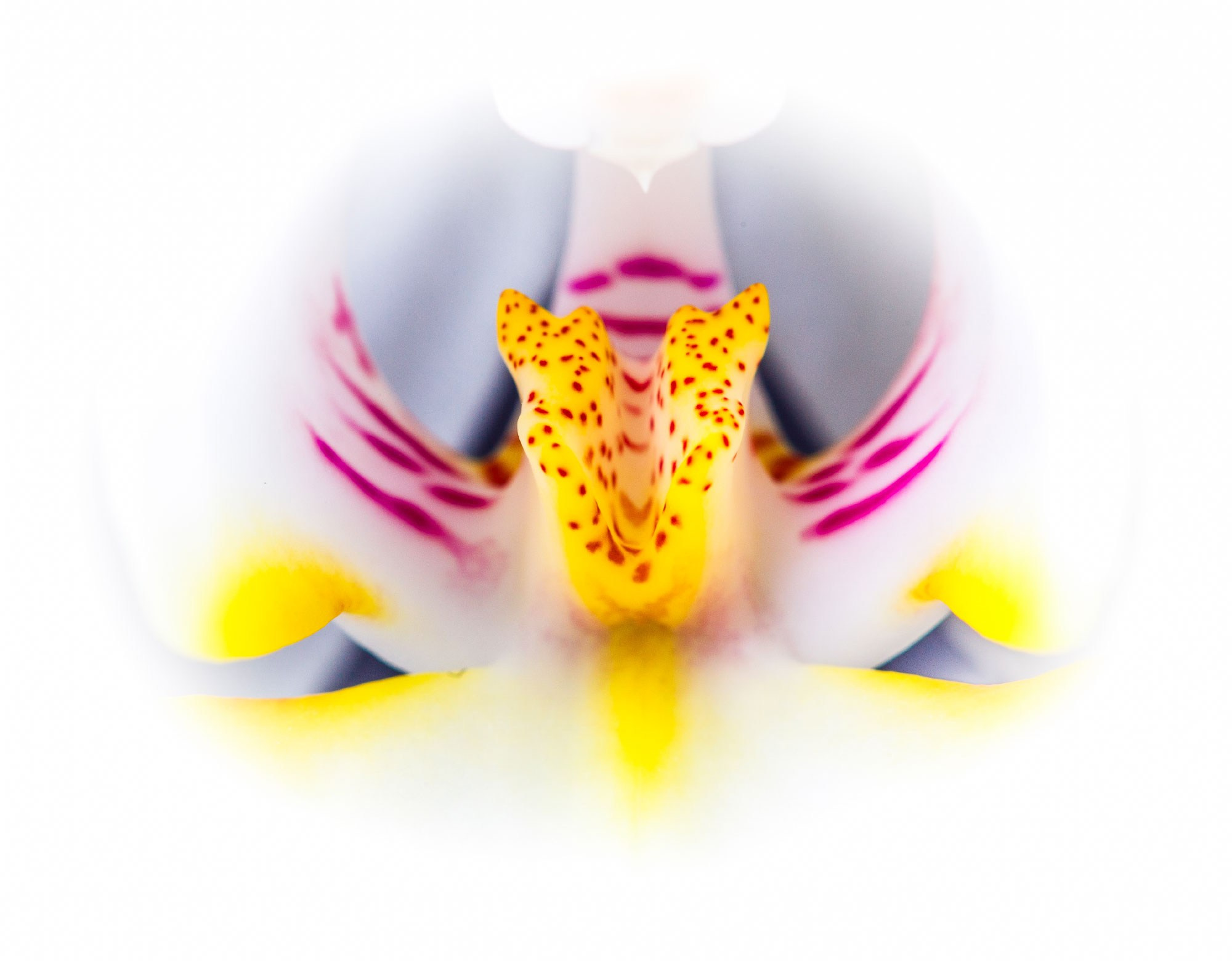 свадебный фотограф Геленджик