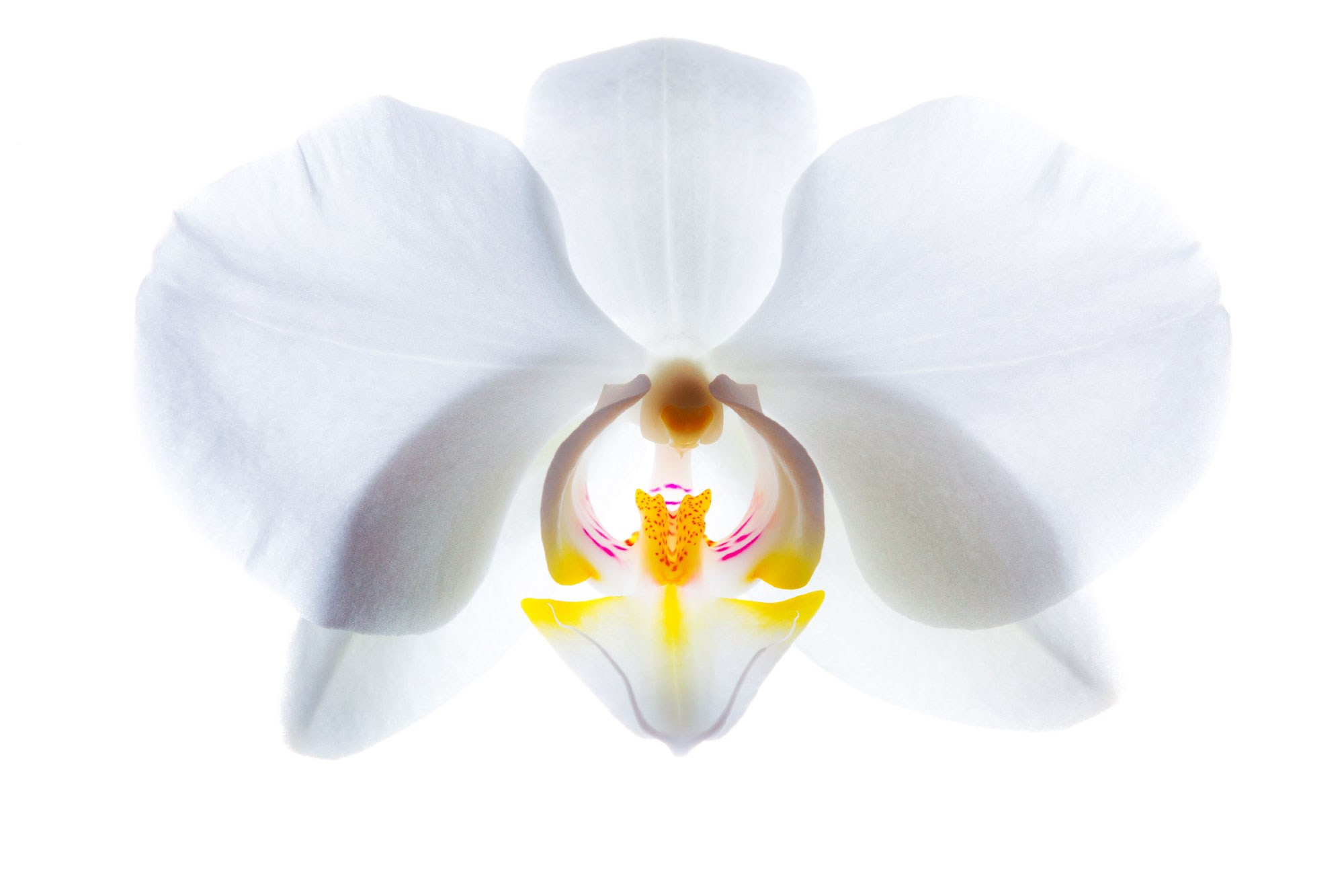 свадебный фотограф Геленджик