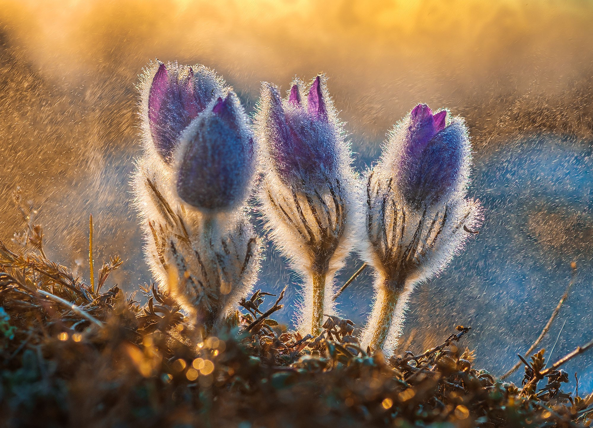 Весенний Крым 2026