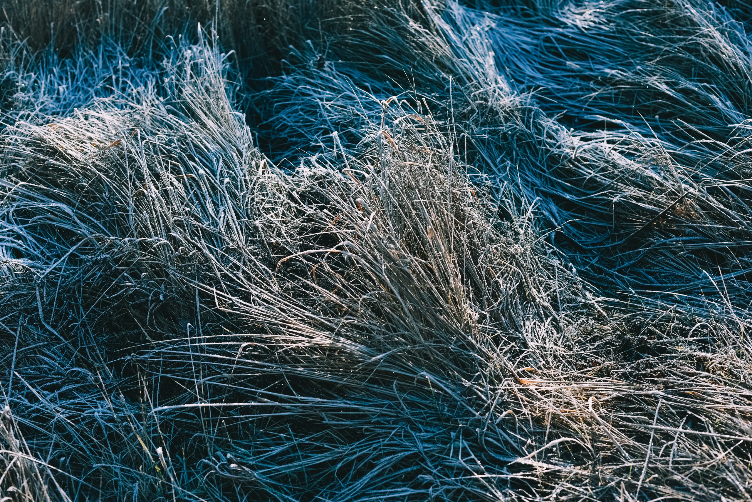 Прогулка златы