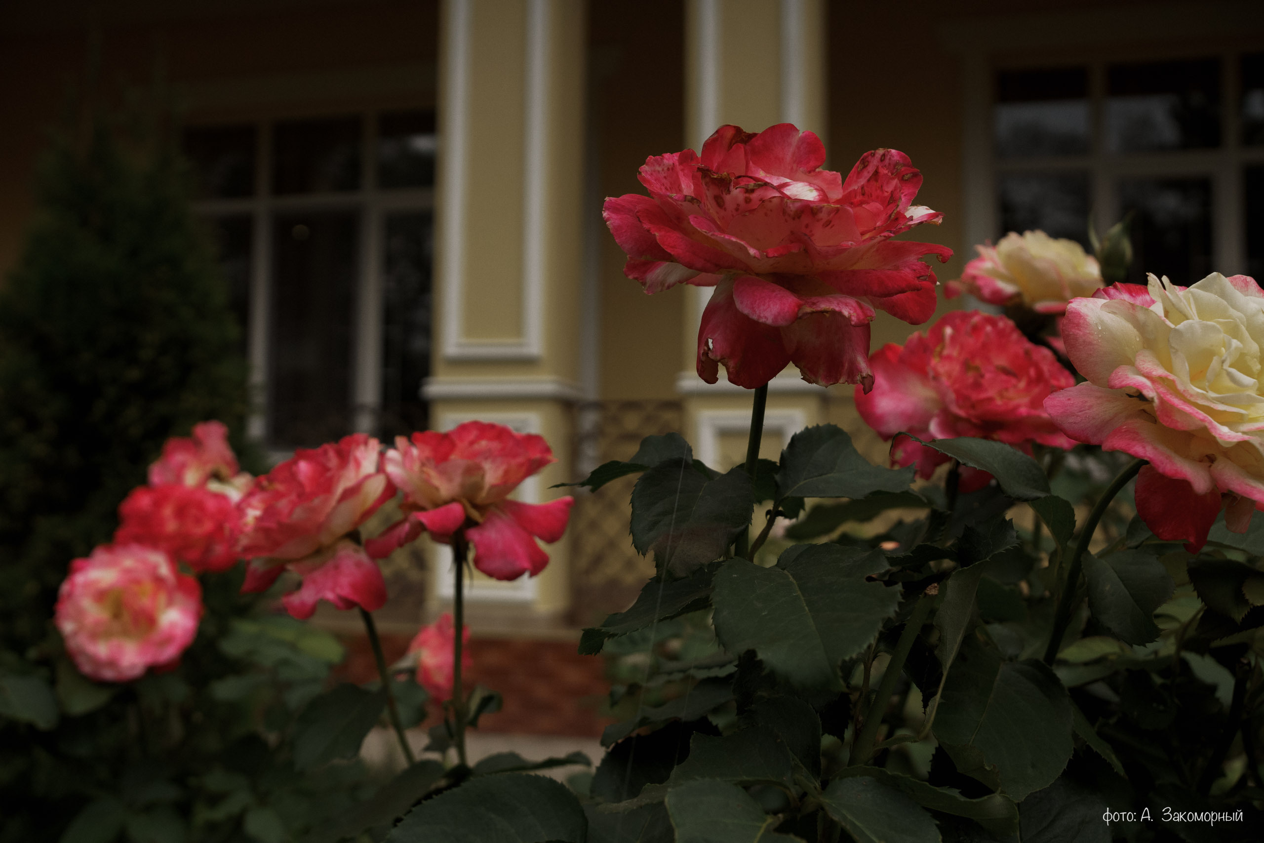 Репортажная фотосъёмка. Фотомастерская Андрея Закоморного