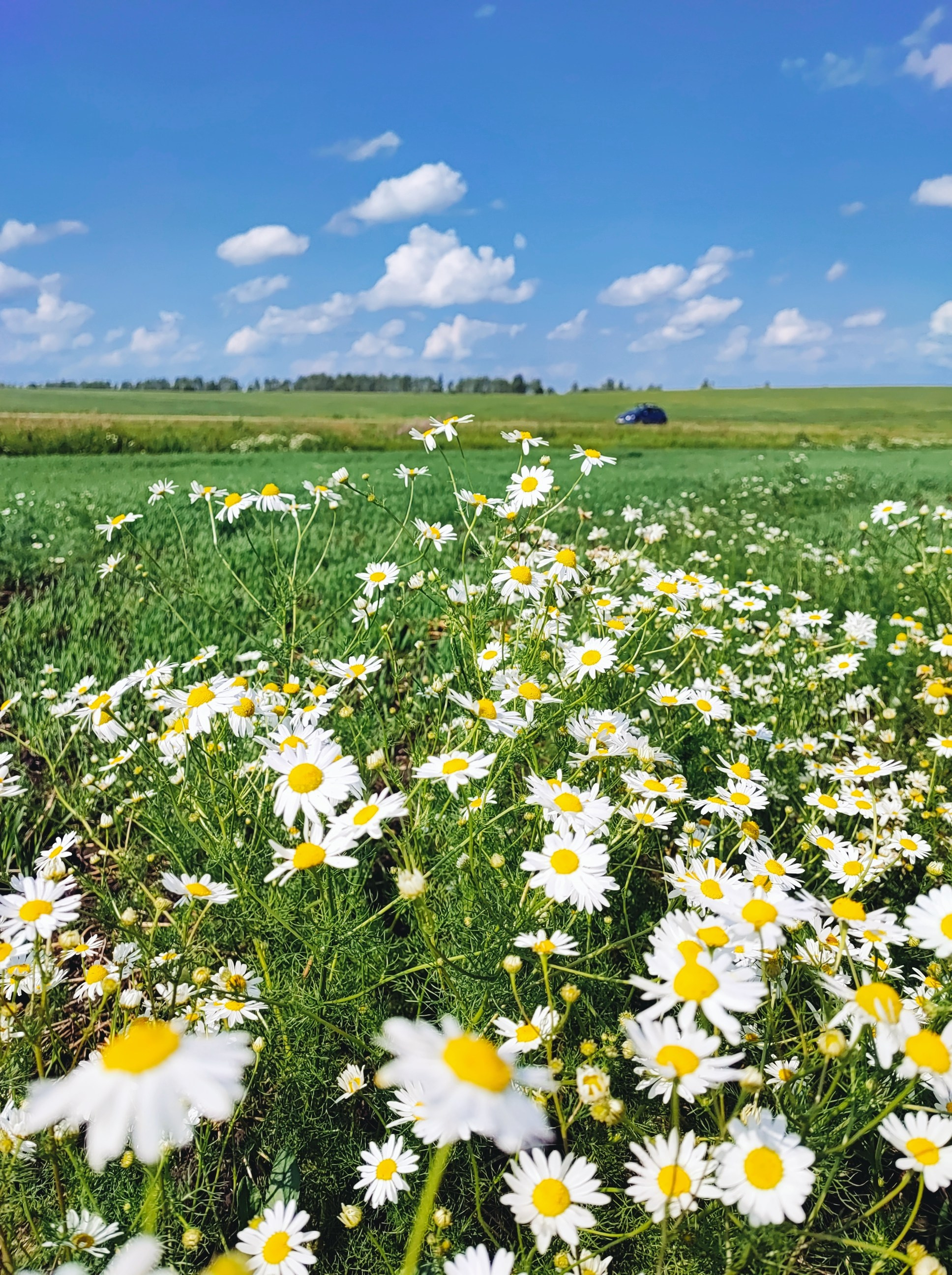 Намобилкус тульский. Репортажный фотограф Алексей Пирязев
