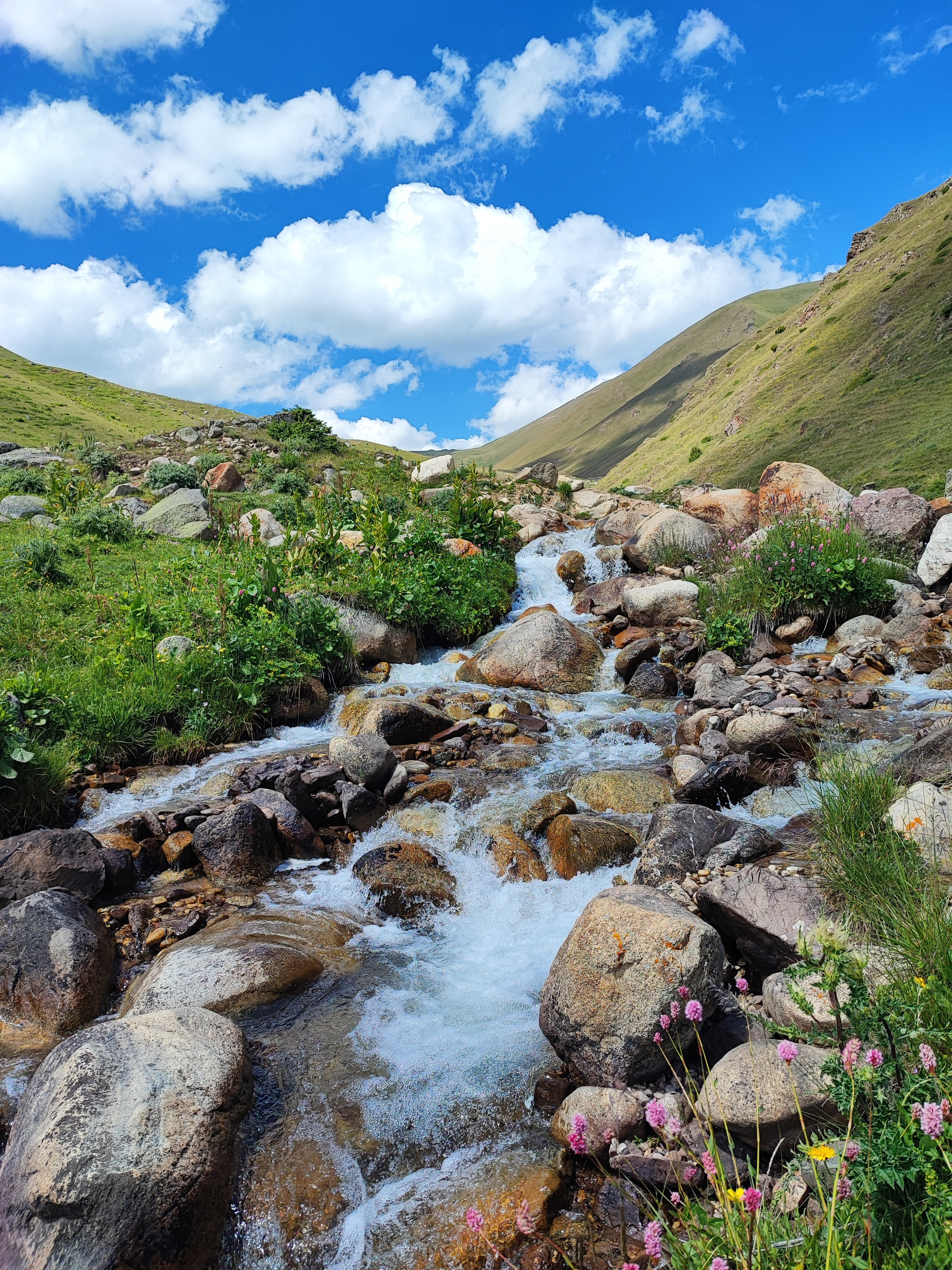 Намобилкус кавказский. Репортажный фотограф Алексей Пирязев