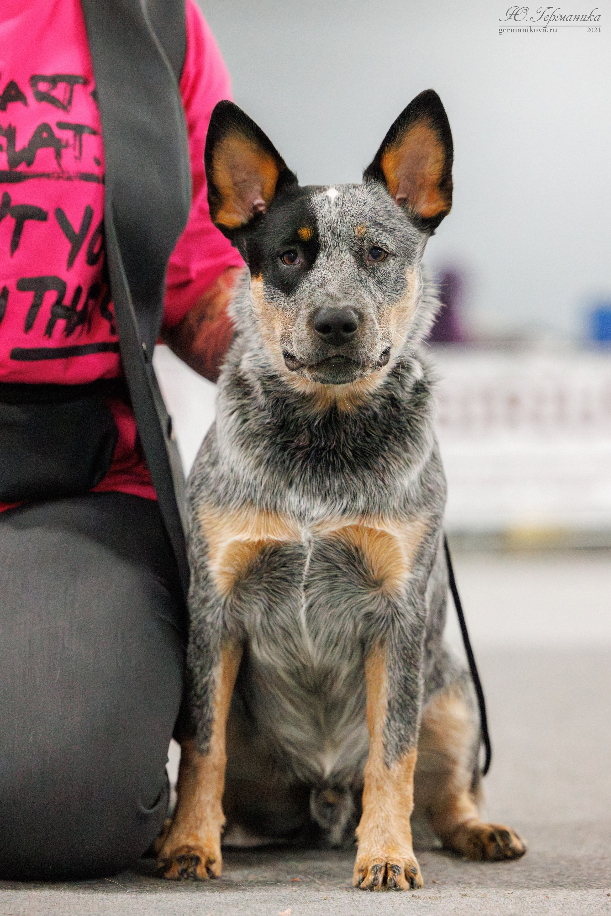 Сфера и Крокус 8,9,16 и 30.03.2025. Фотограф-анималист Юлия Германика