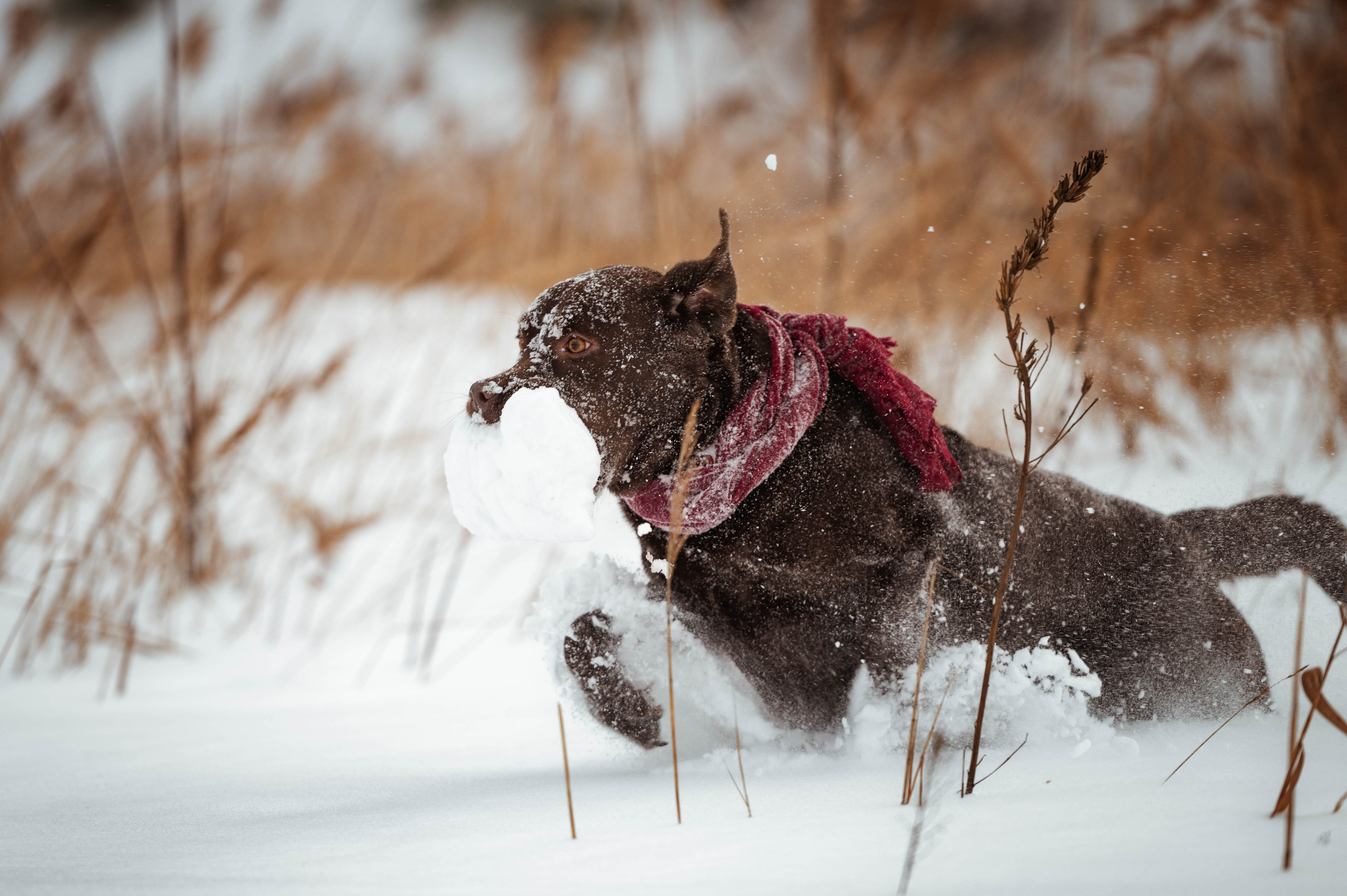 Прогулка на Лыткаринском карьере. Фотограф-анималист