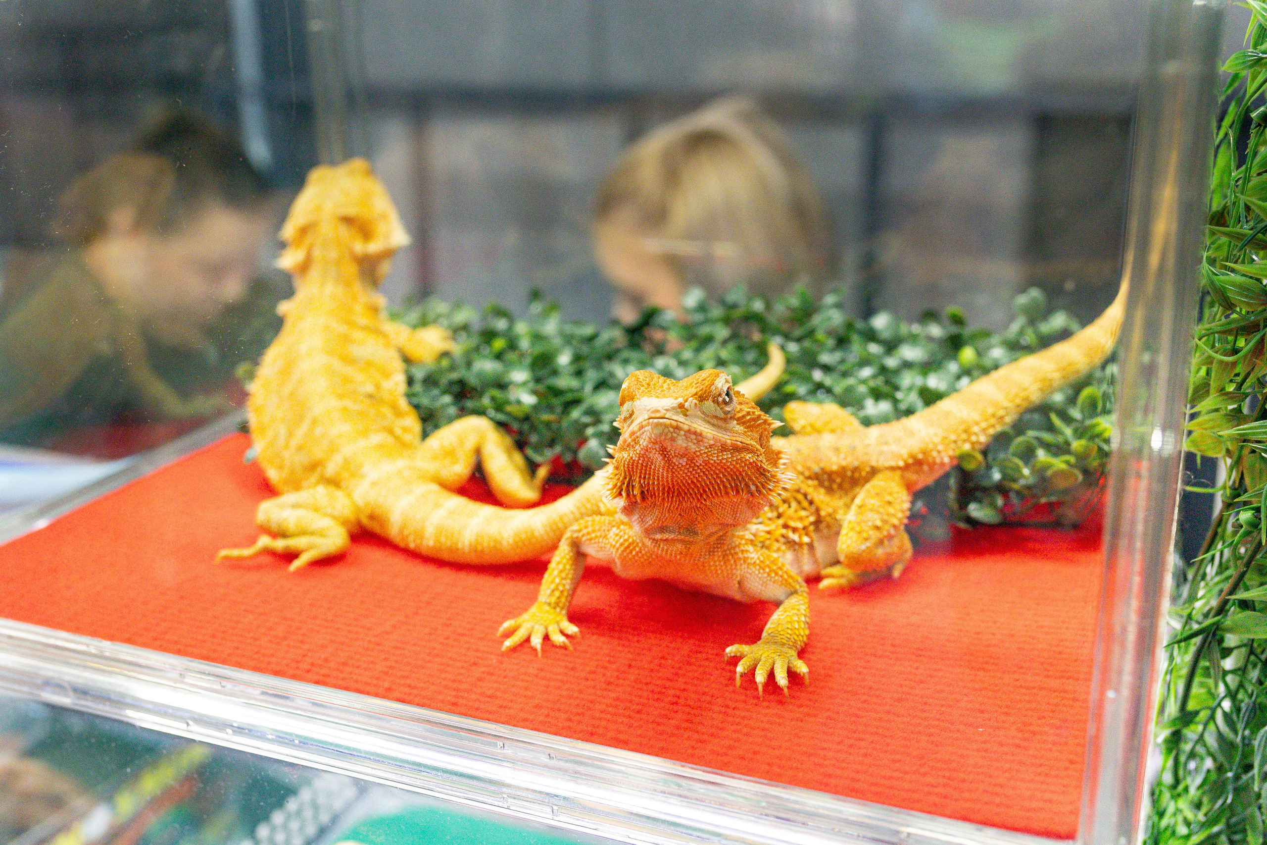 Рептилиум июнь 2025. Александра Куликова фотограф, Москва