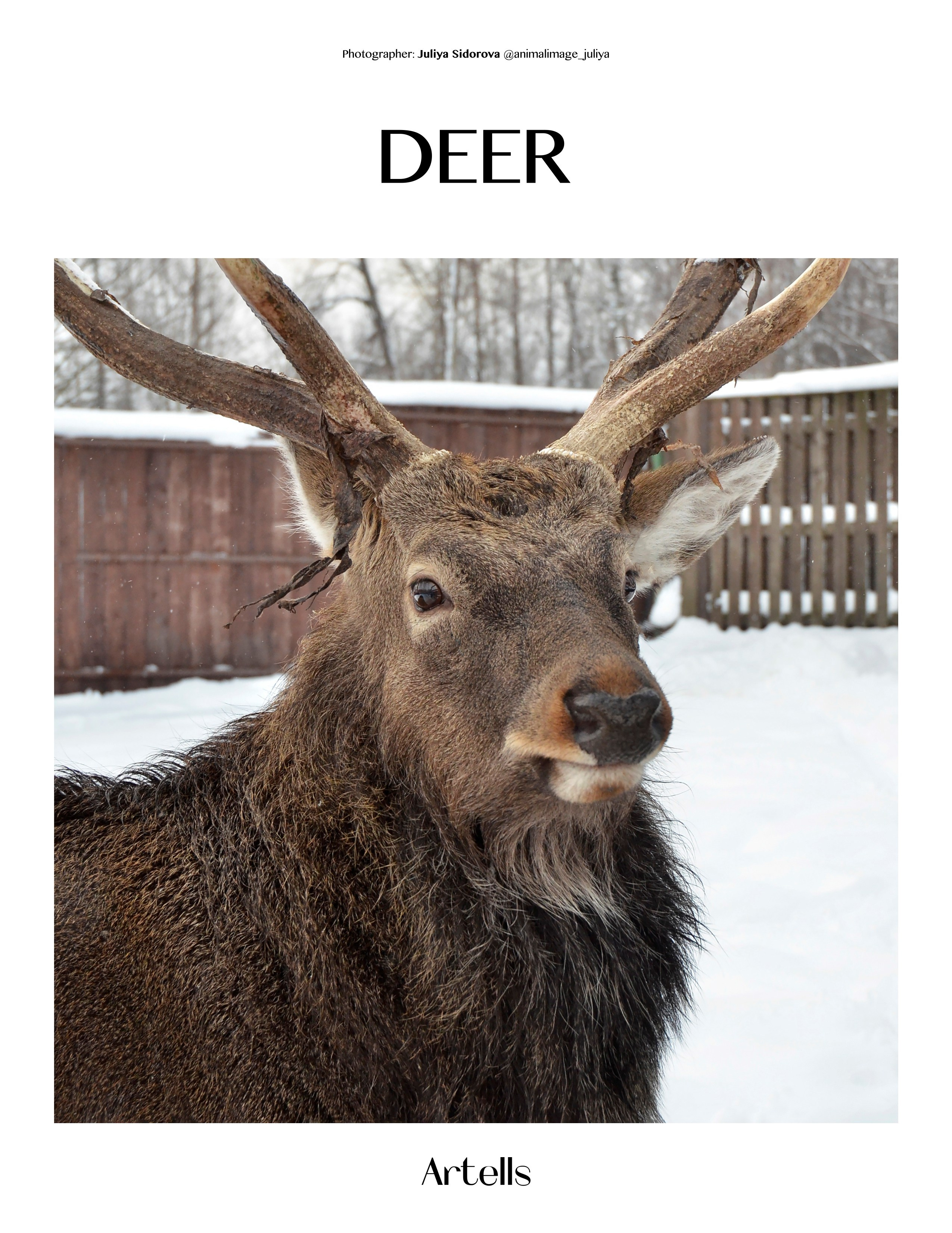 Публикации. Фотограф анималист