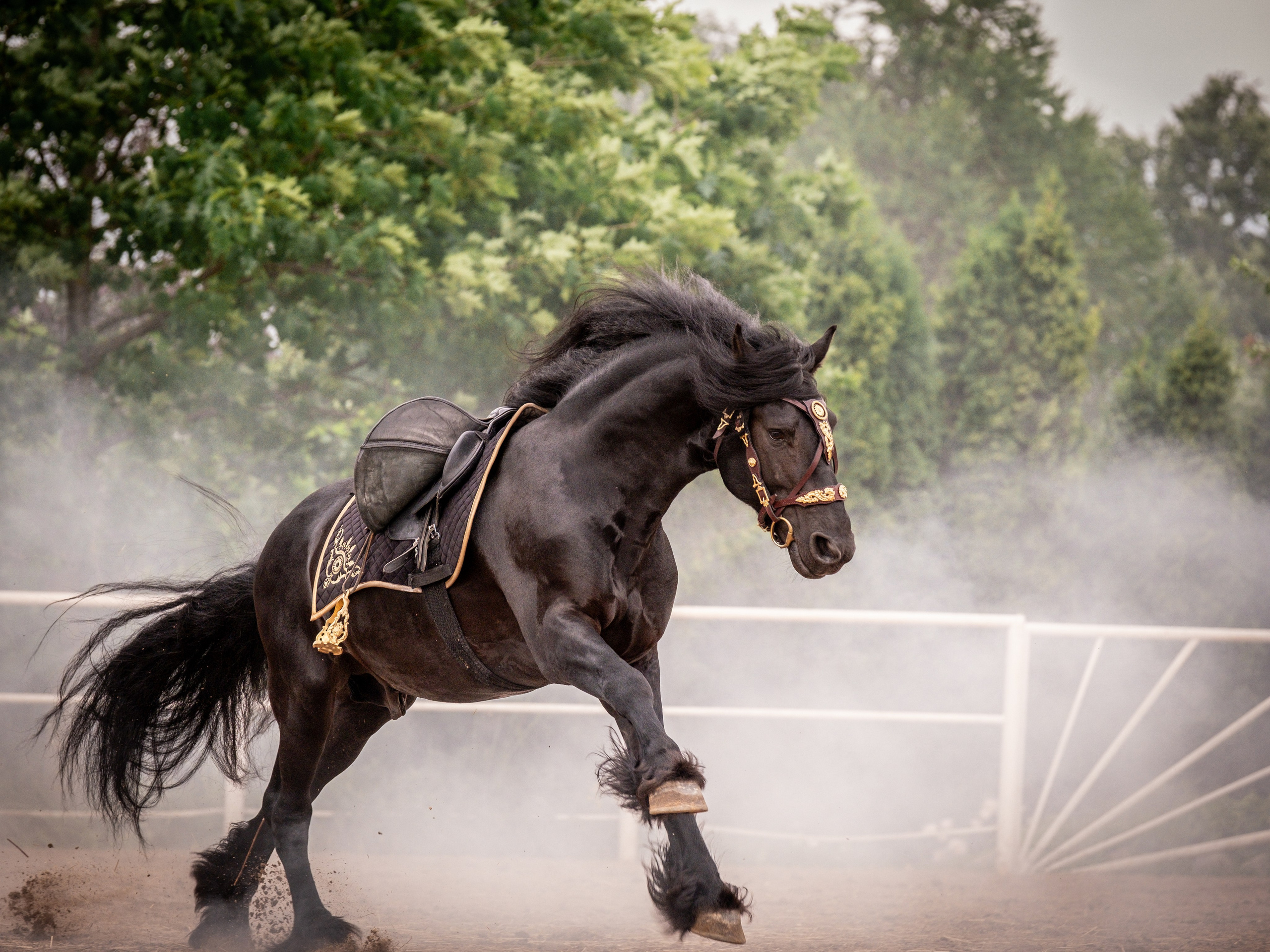 Жеребец фризской породы. Зоофотограф, фотограф животных в Москве и области Дина Дамоцева